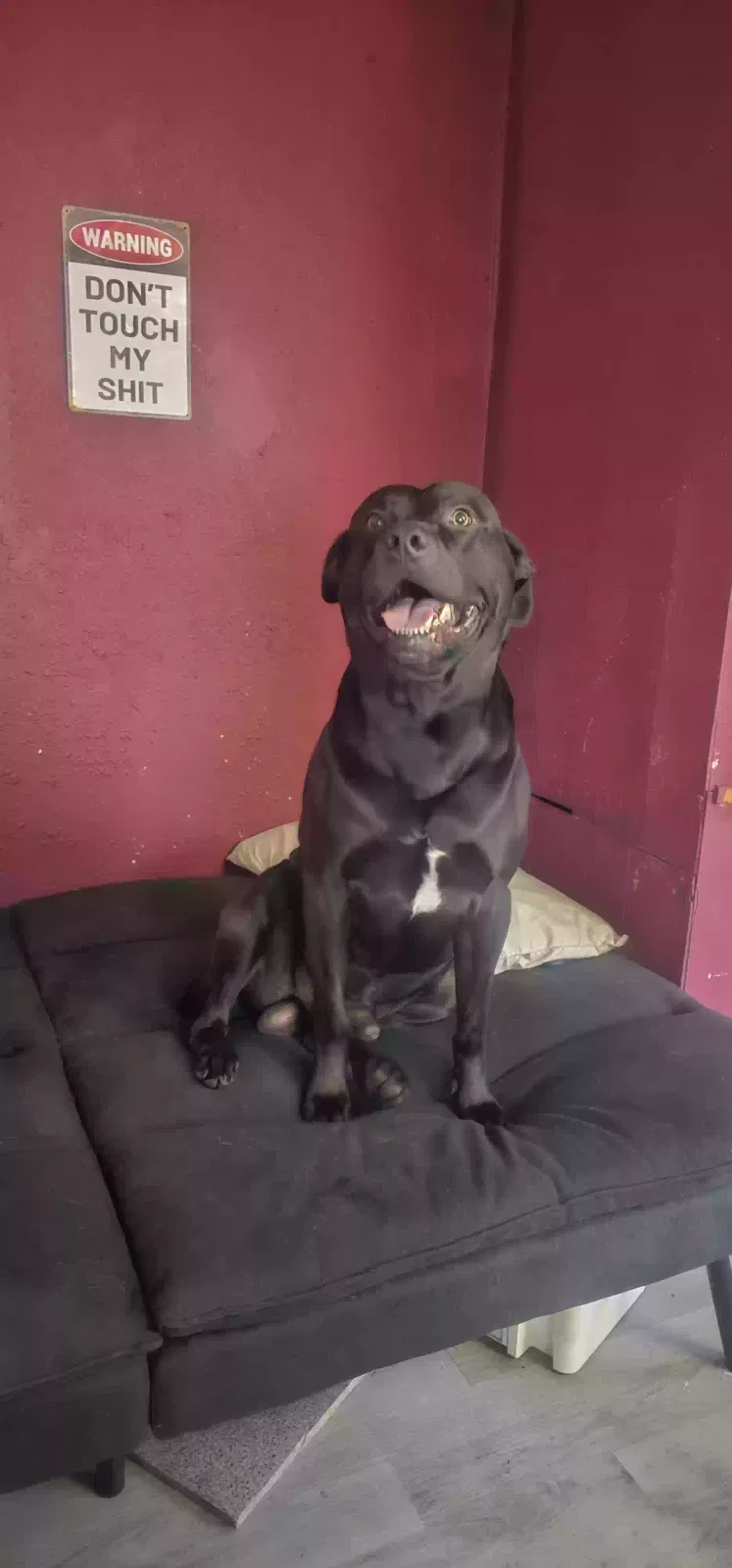 Lost dog in Tulsa, OK, 74115