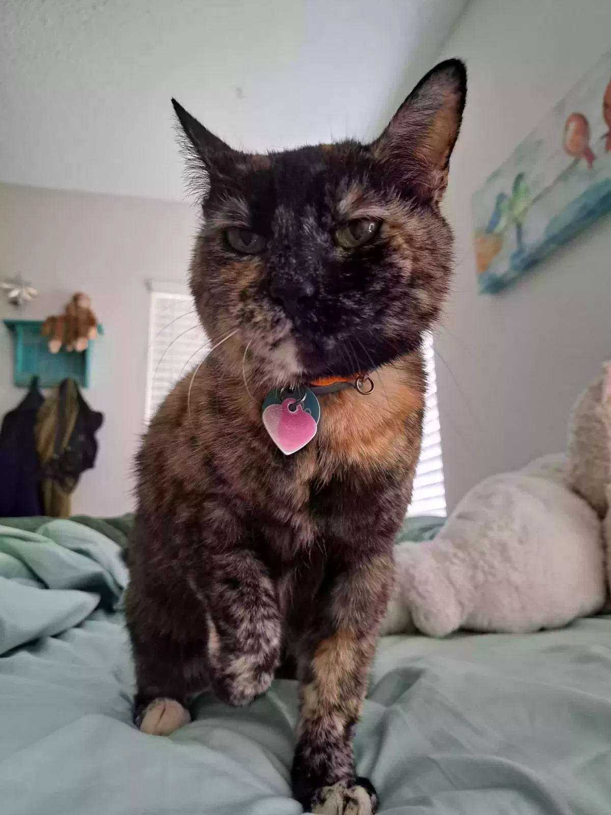Lost cat in Orlando, FL, 32810