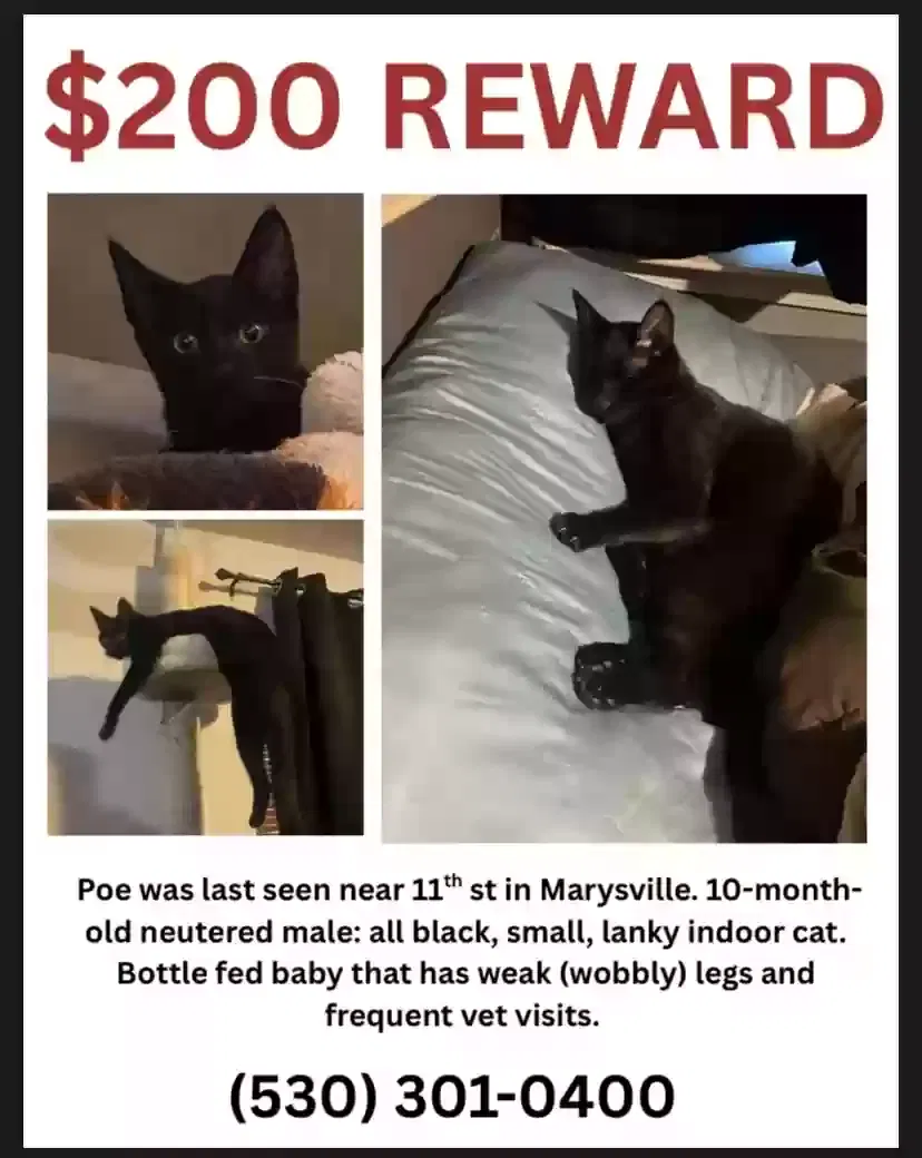 Lost cat in Marysville, CA, 95901