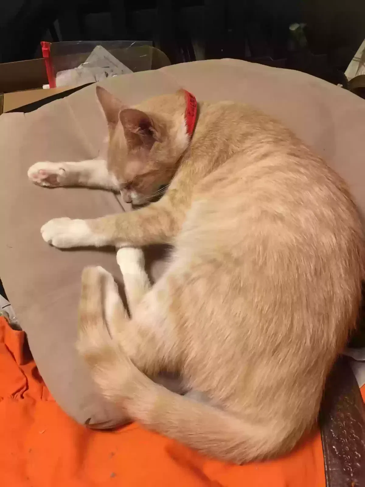 Missing Cat