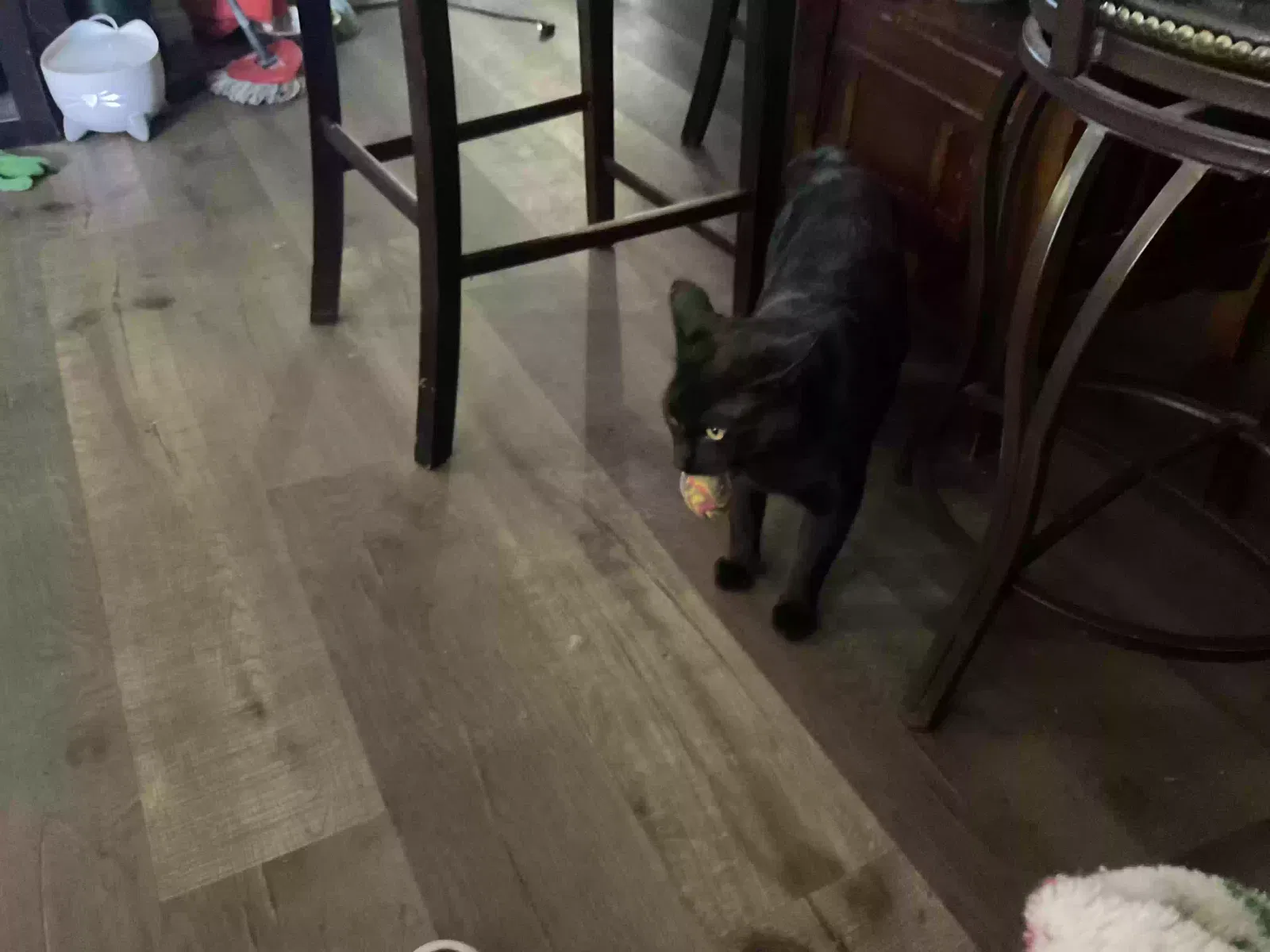 Lost cat in Apple Valley, CA, 92307