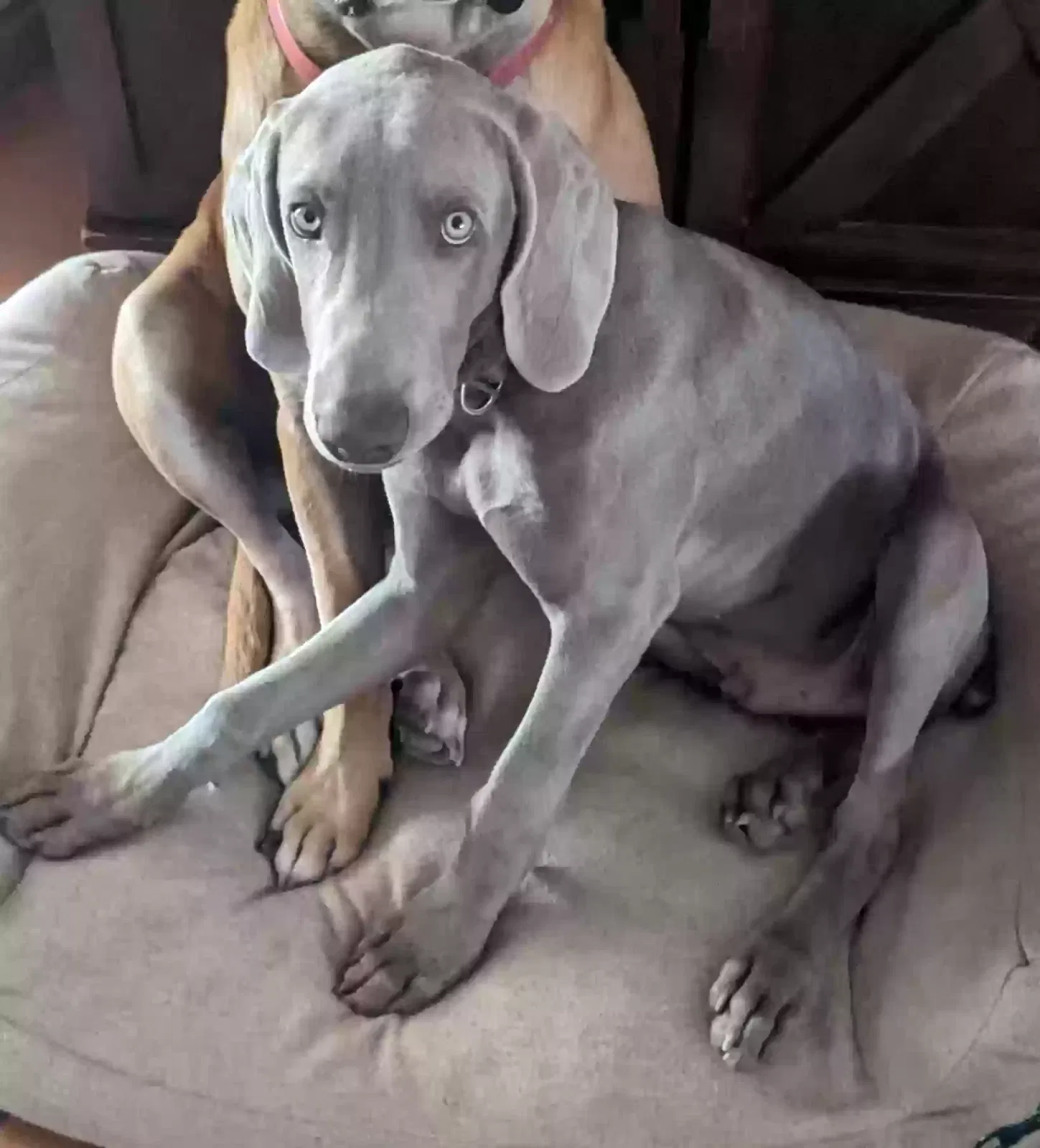 Lost dog in Tucson, AZ, 85736