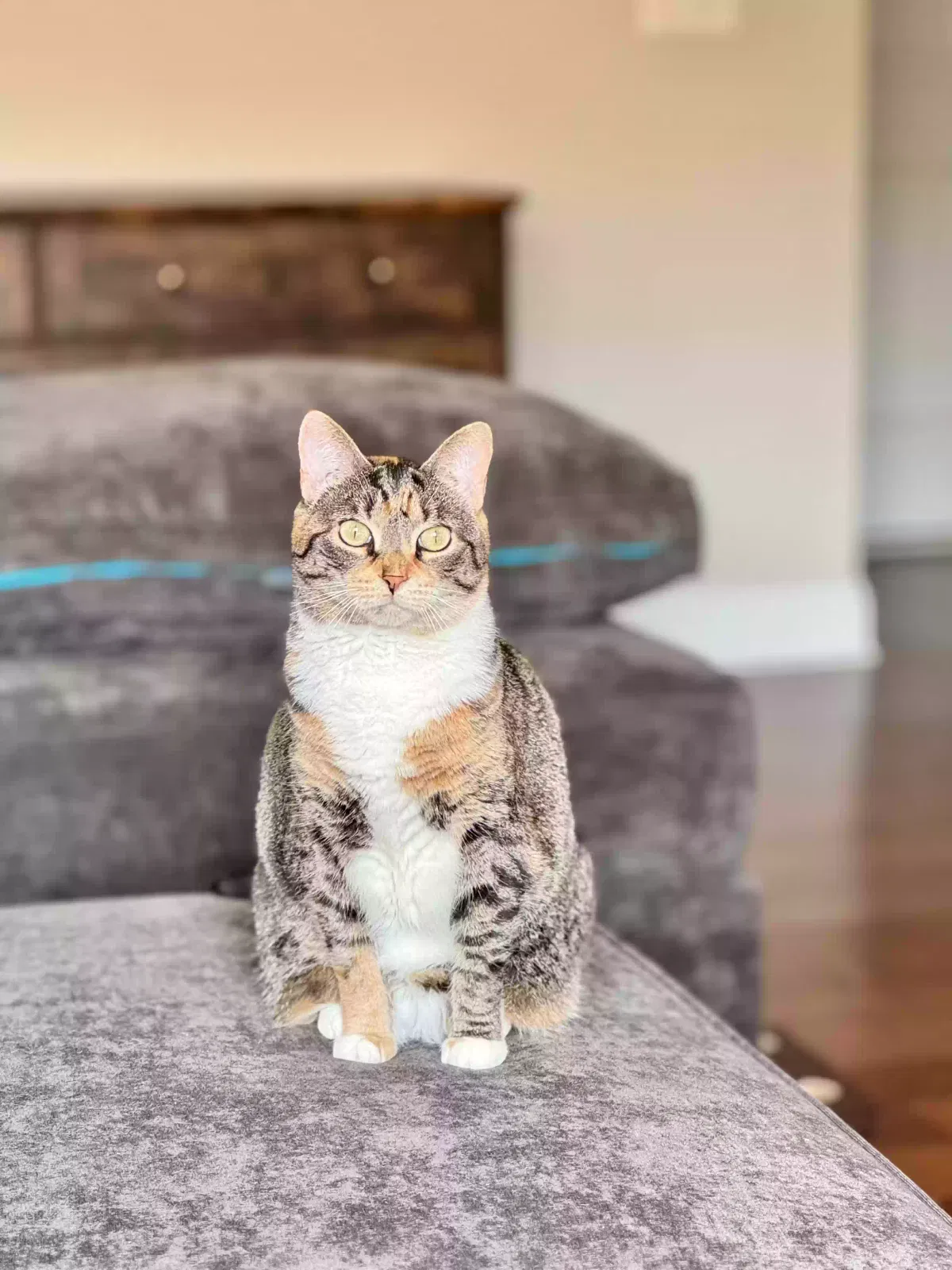 Lost cat in Greer, SC, 29651