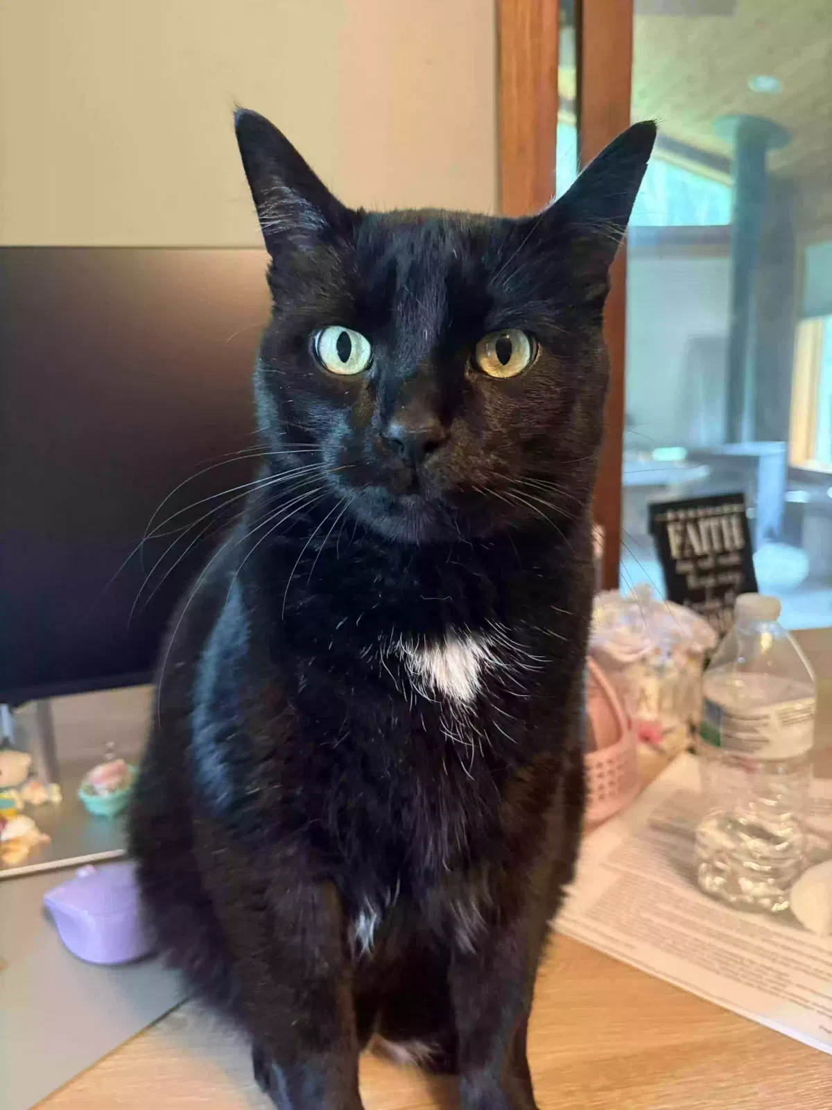 Lost cat in Rosemount, MN, 55068