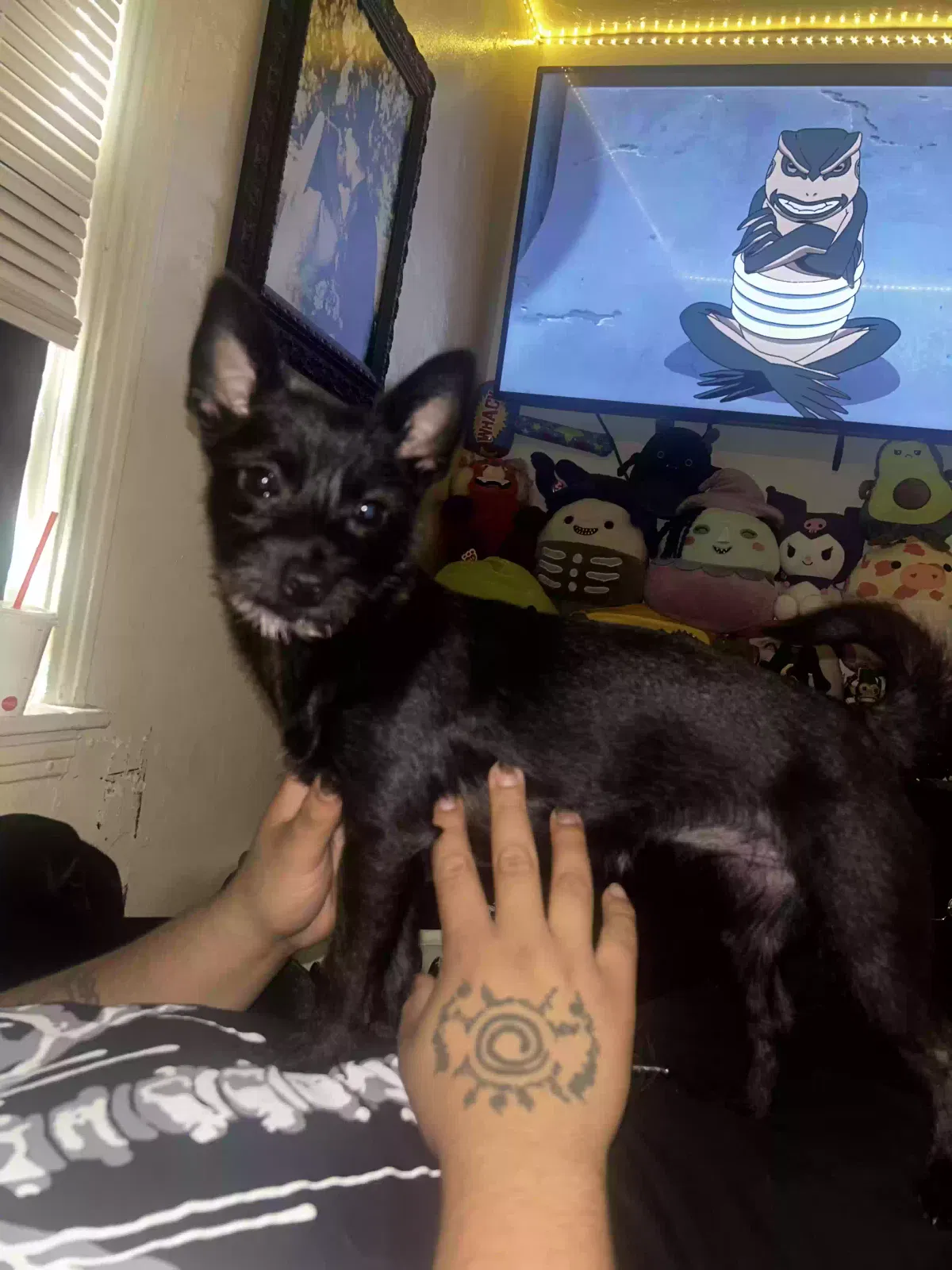Lost dog in Visalia, CA, 93291