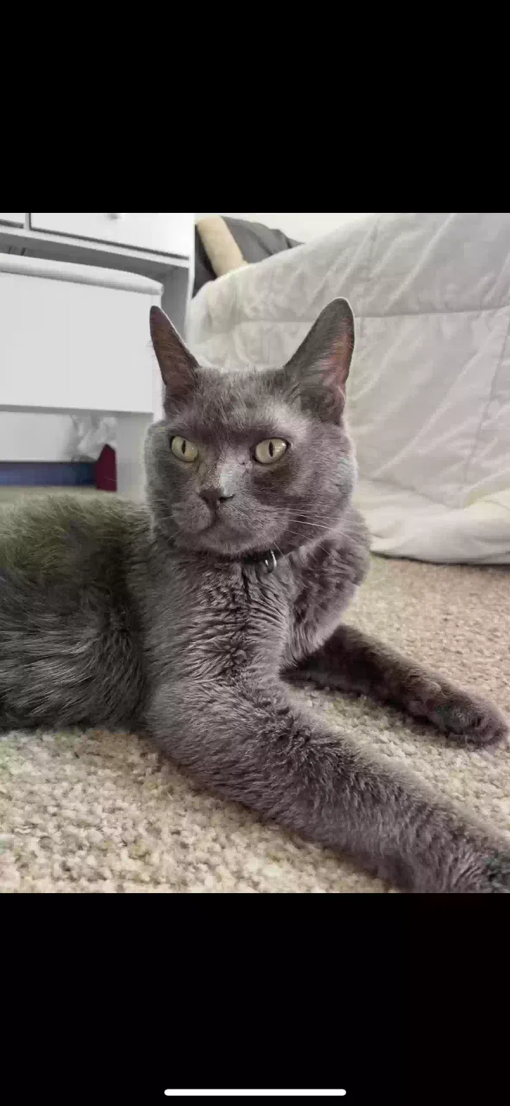 Lost cat in Auburn, CA, 95603
