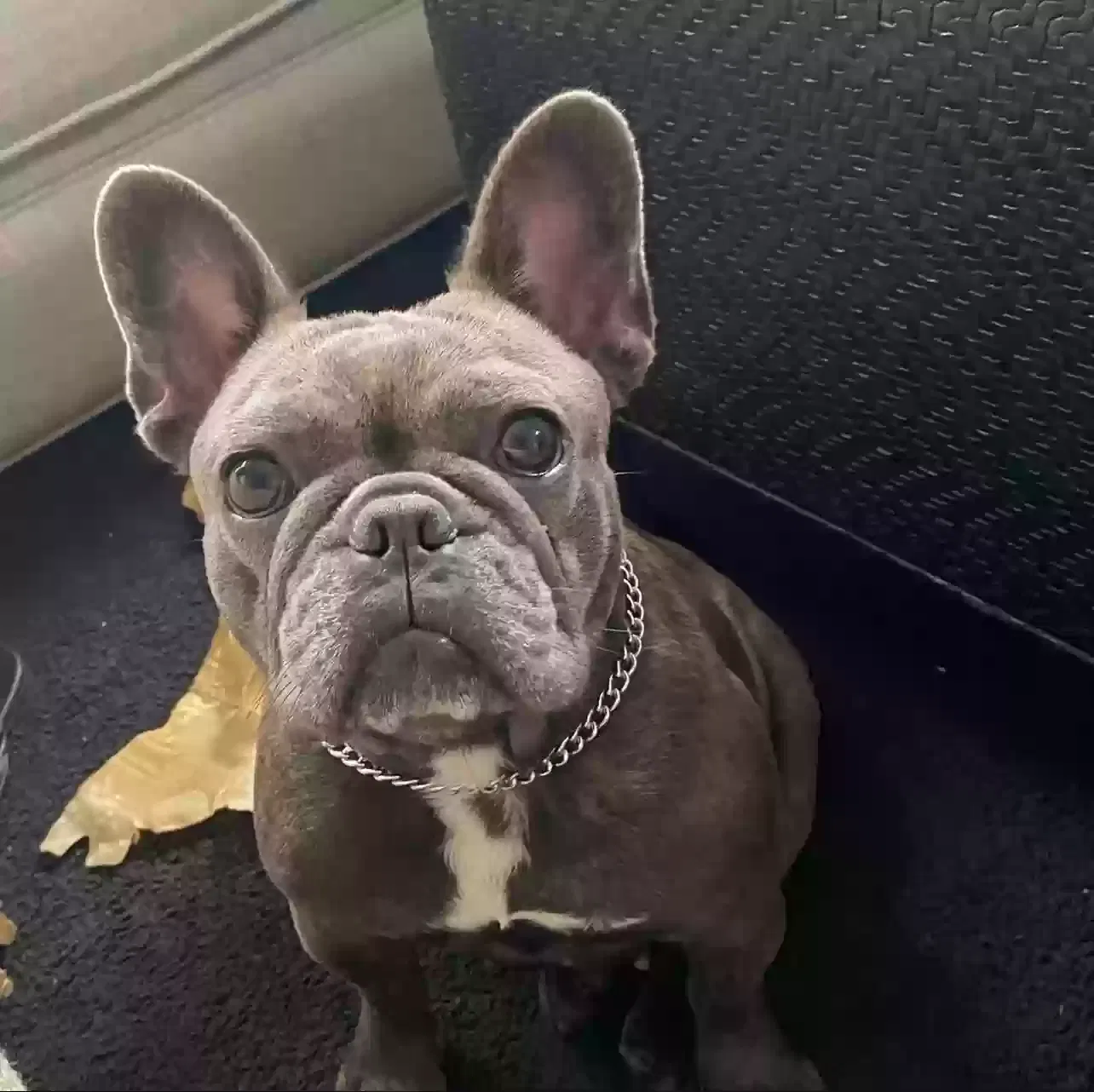 Lost dog in Henderson, NV, 89014