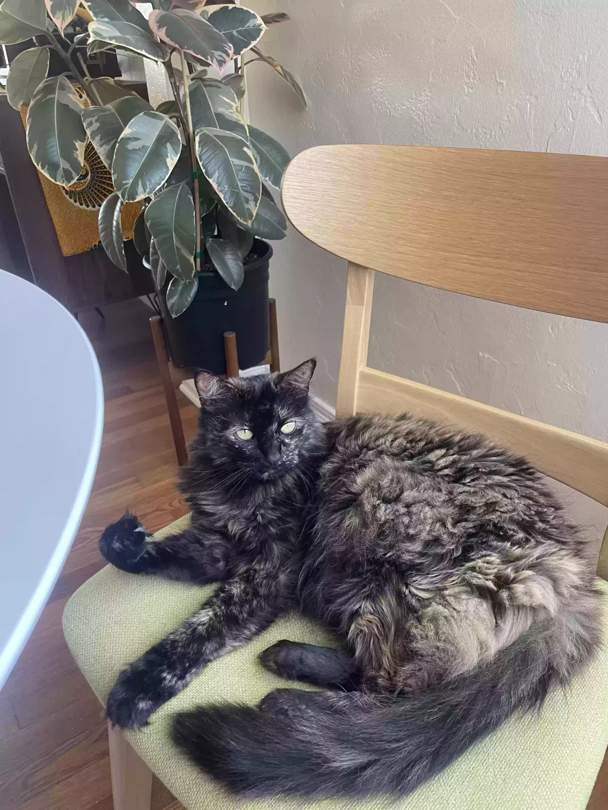 Lost cat in San Diego, CA, 92111