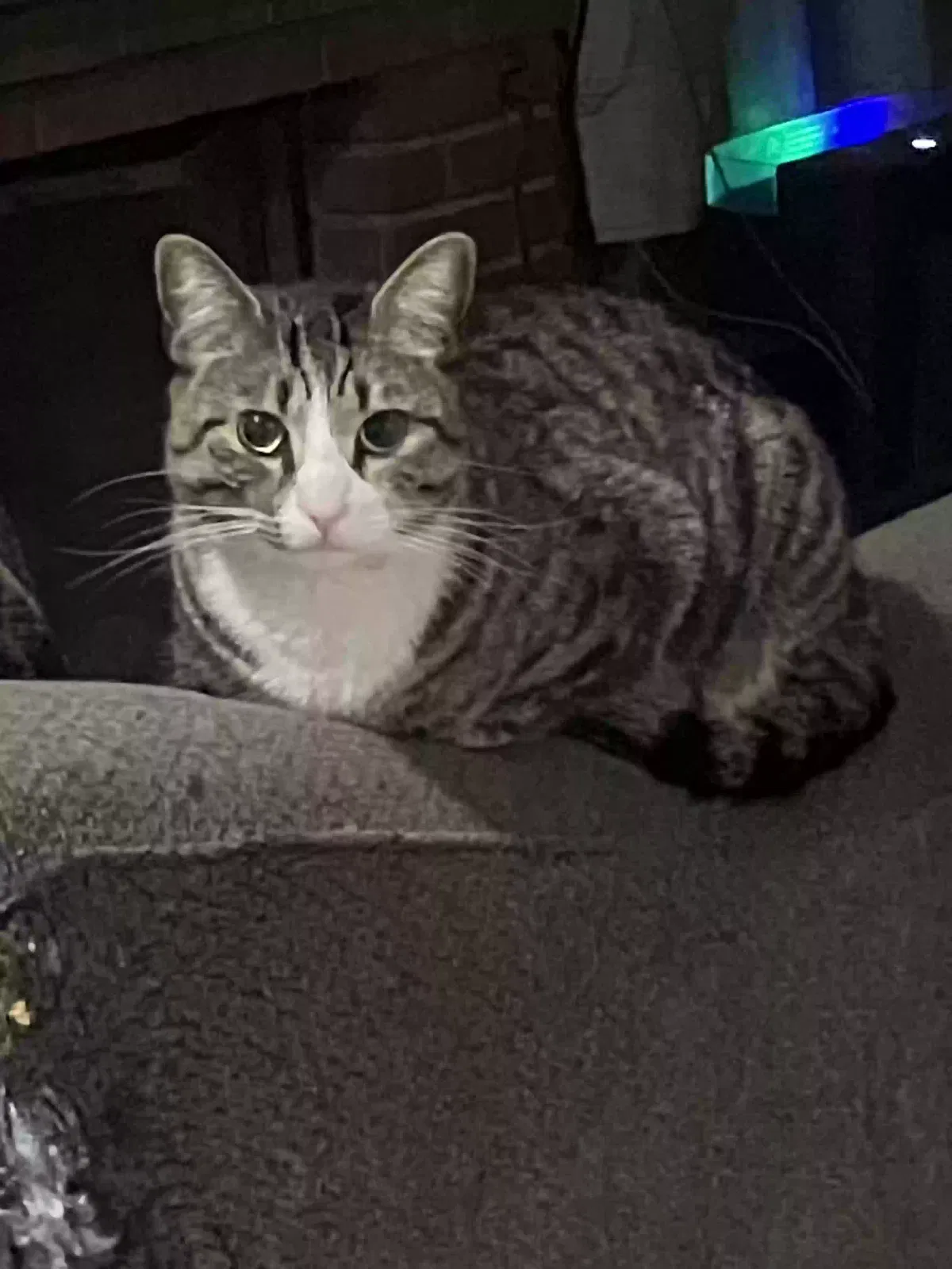 Lost cat in Fontana, CA, 92335