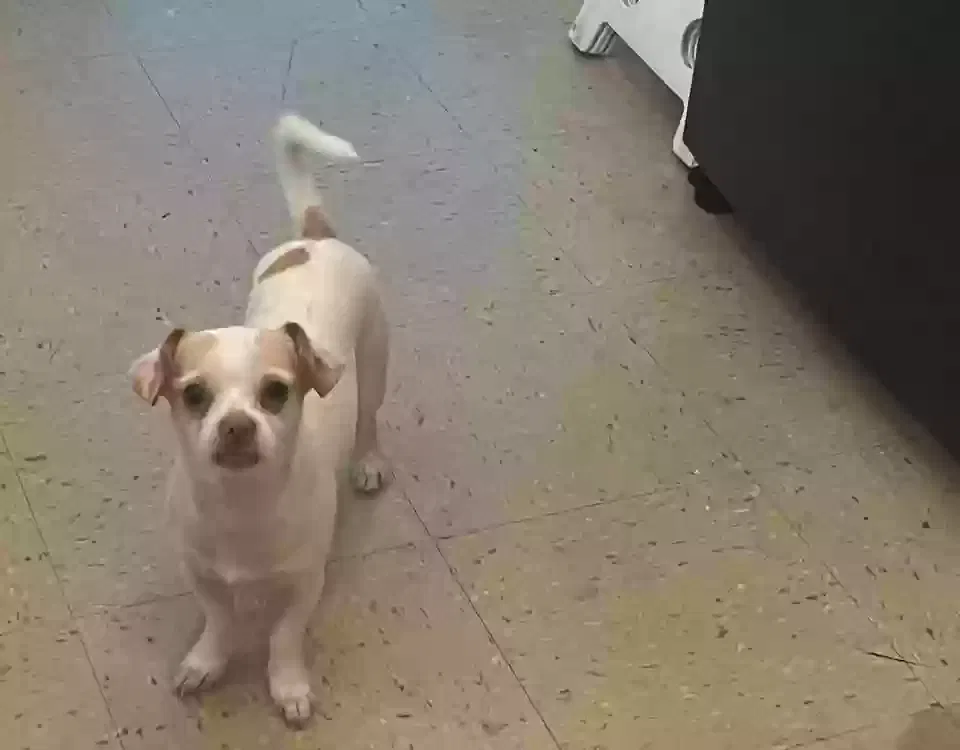 Lost dog in Bronx, NY, 10456