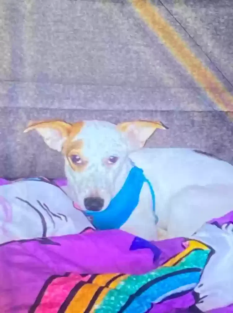 Lost dog in Corpus Christi, TX, 78405