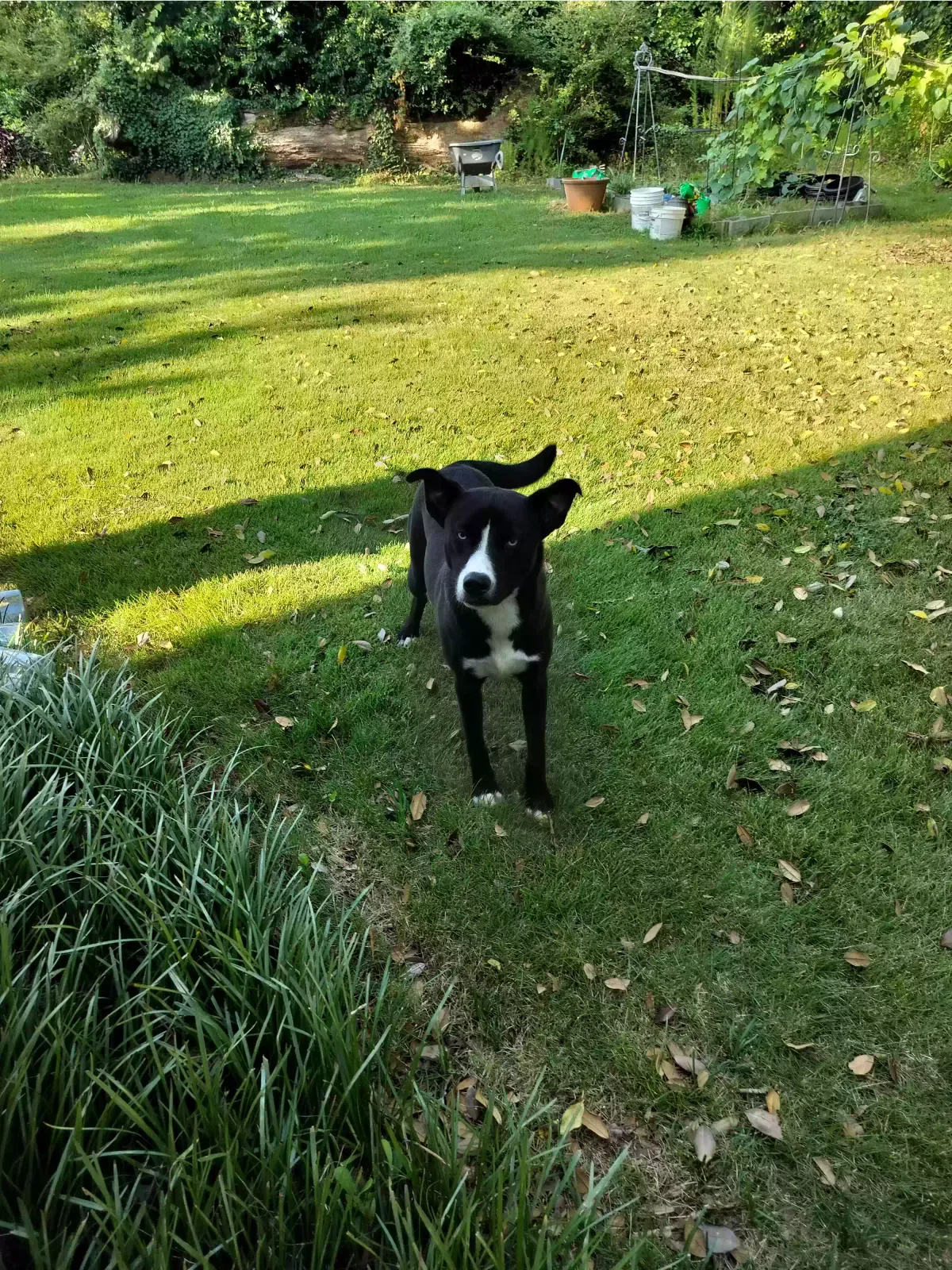 Found dog in Marietta, GA, 30068