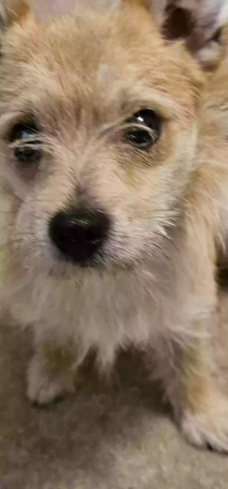 Lost dog in Banning, CA, 92220