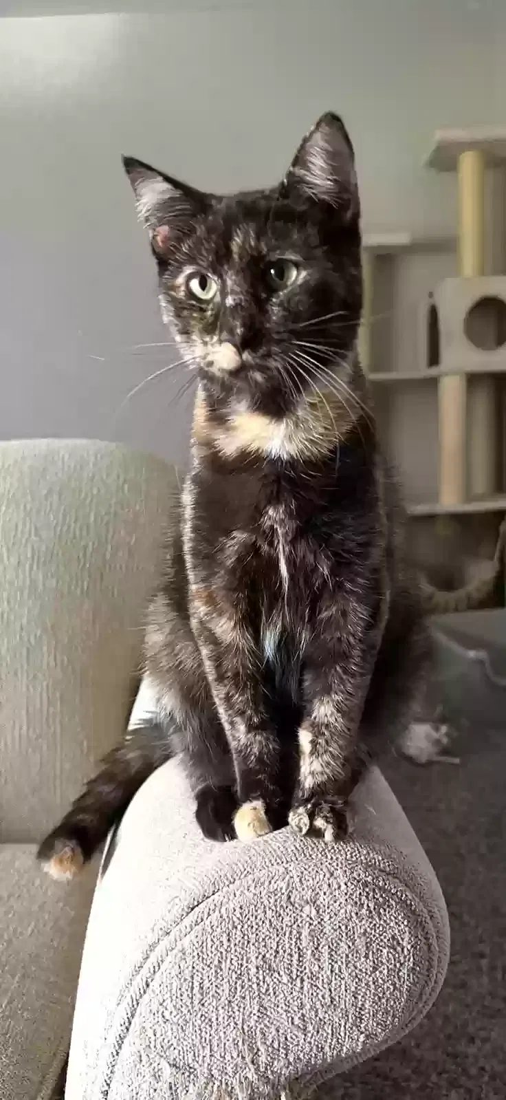Lost cat in Fresno, CA, 93725