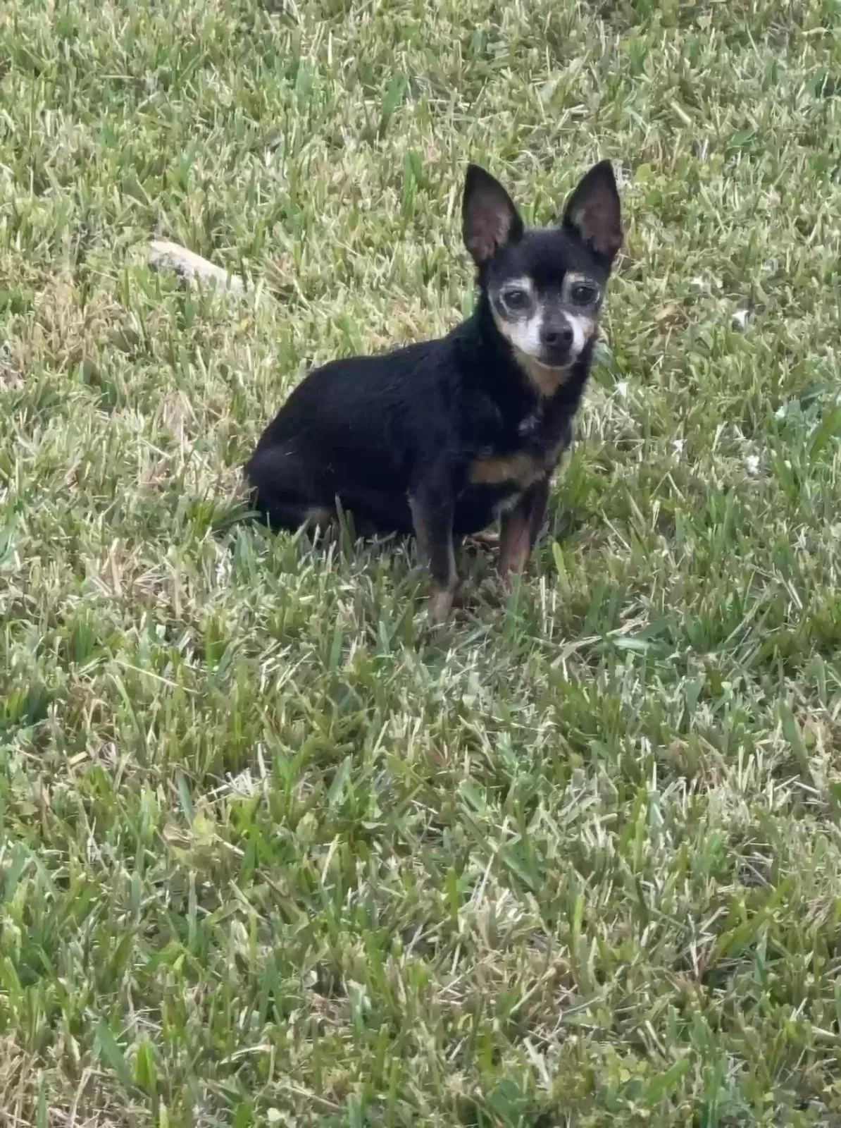 Lost dog in Homestead, FL, 33034