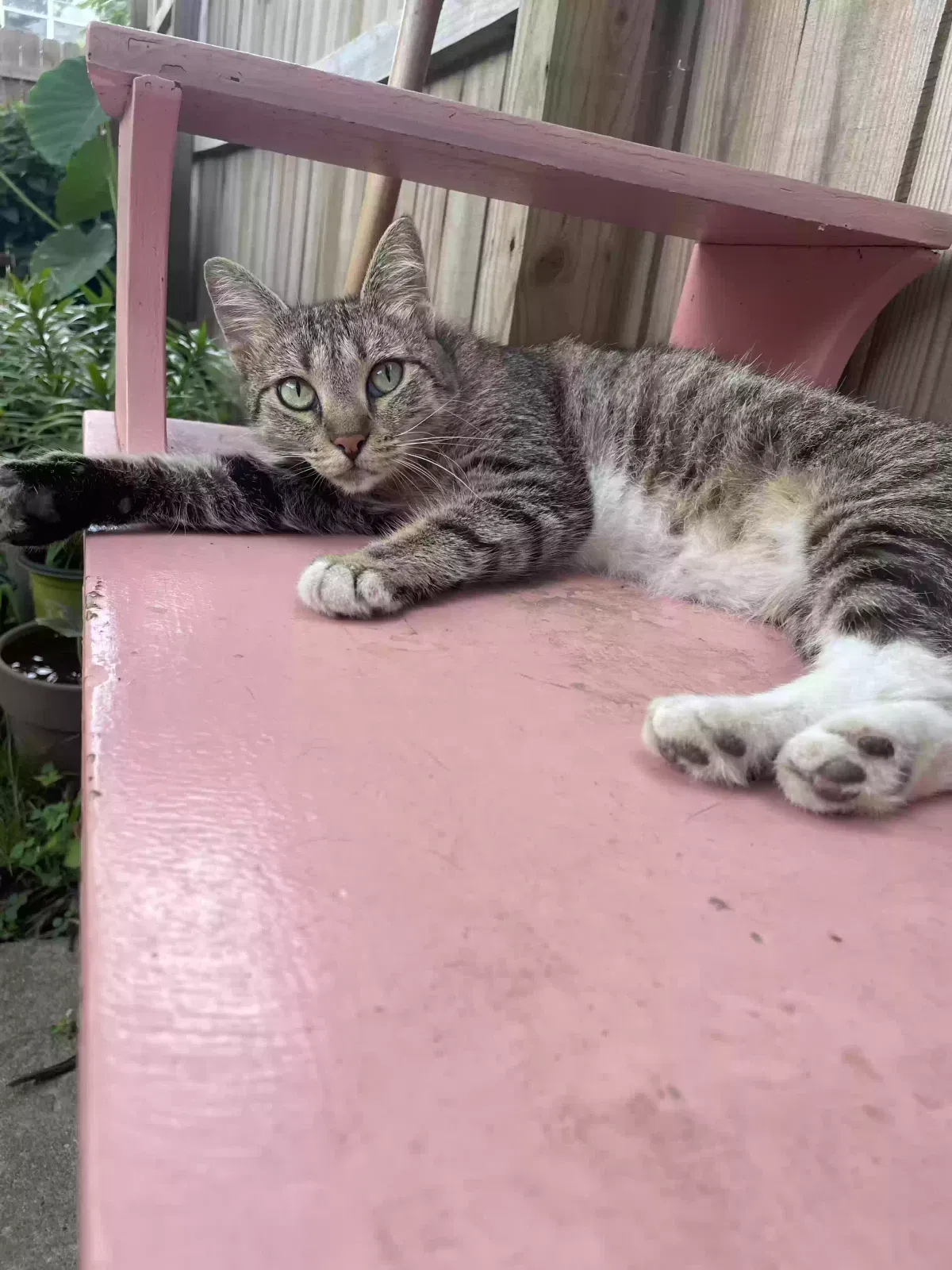 Found cat in Fayetteville, AR, 72703