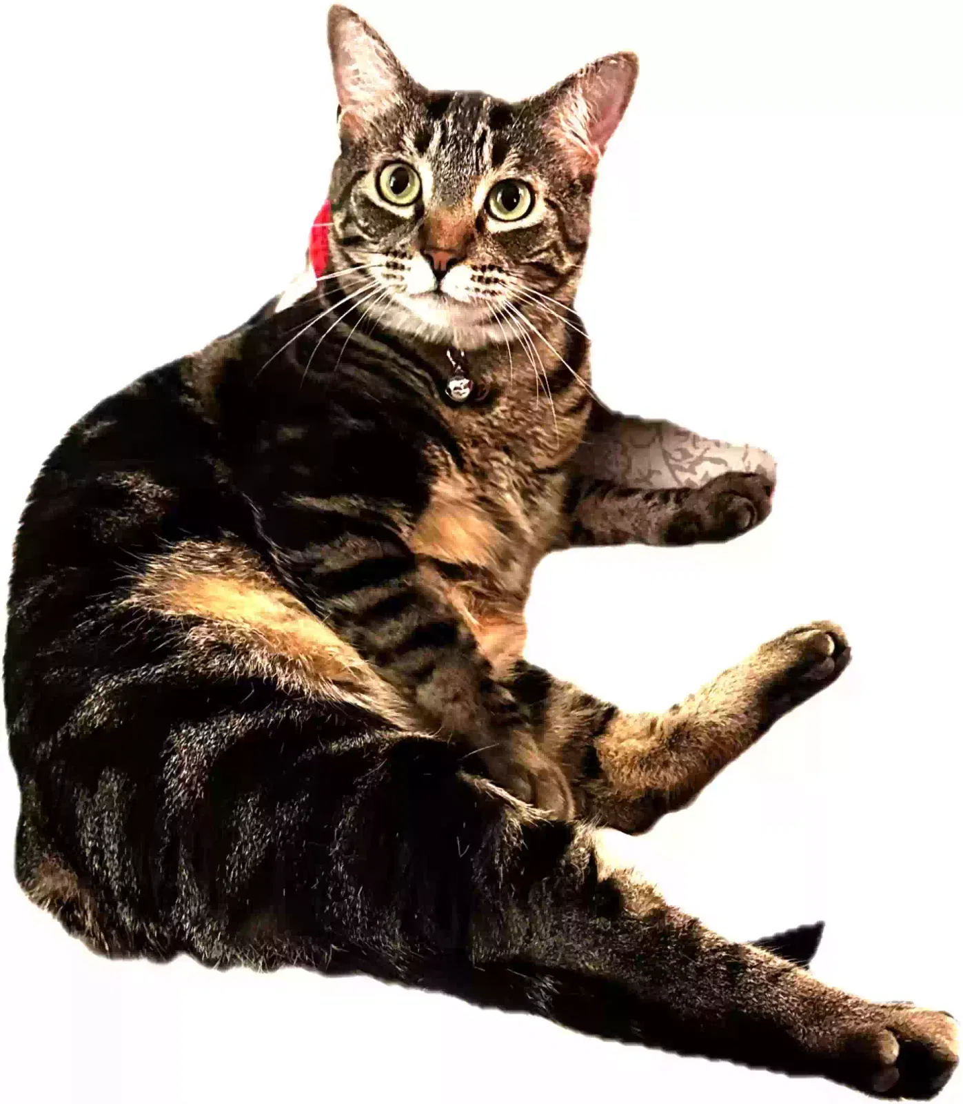 Lost cat in San Jose, CA, 95118
