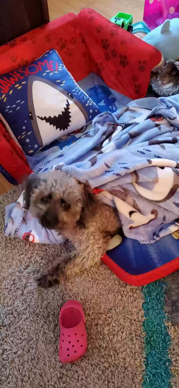 Lost dog in Debary, FL, 32713