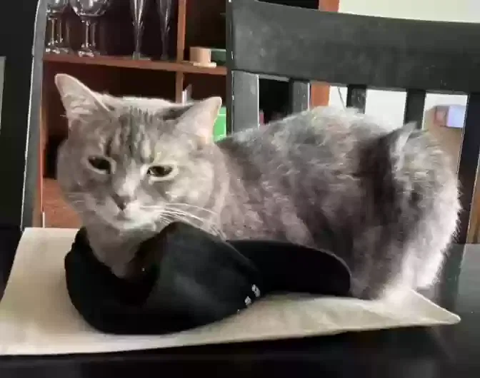 Lost cat in Iowa City, IA, 52246