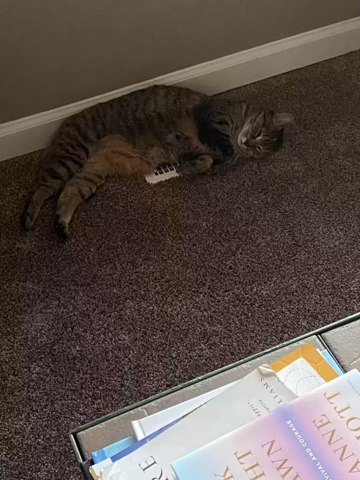 Lost cat in West Bloomfield, MI, 48324