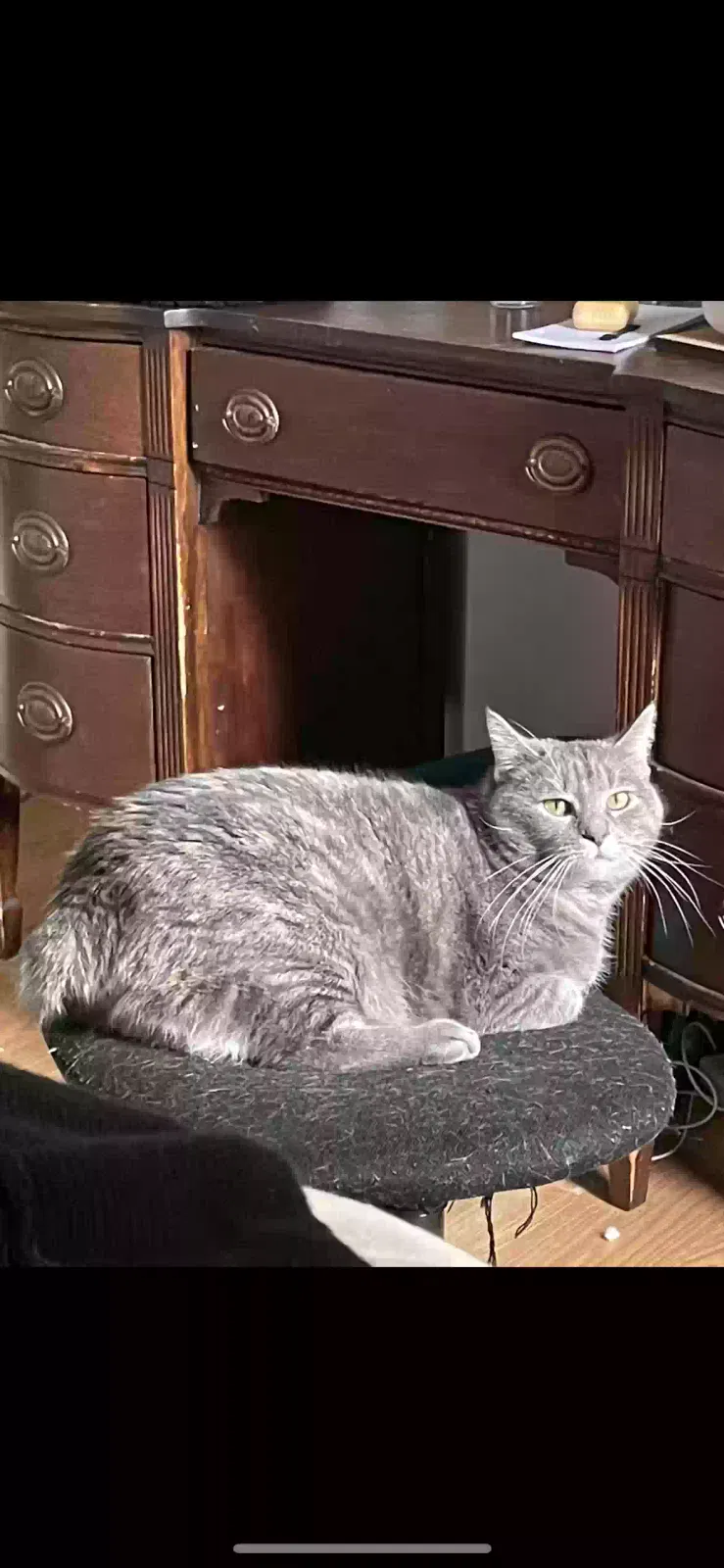 Lost cat in Greensboro, NC, 27455