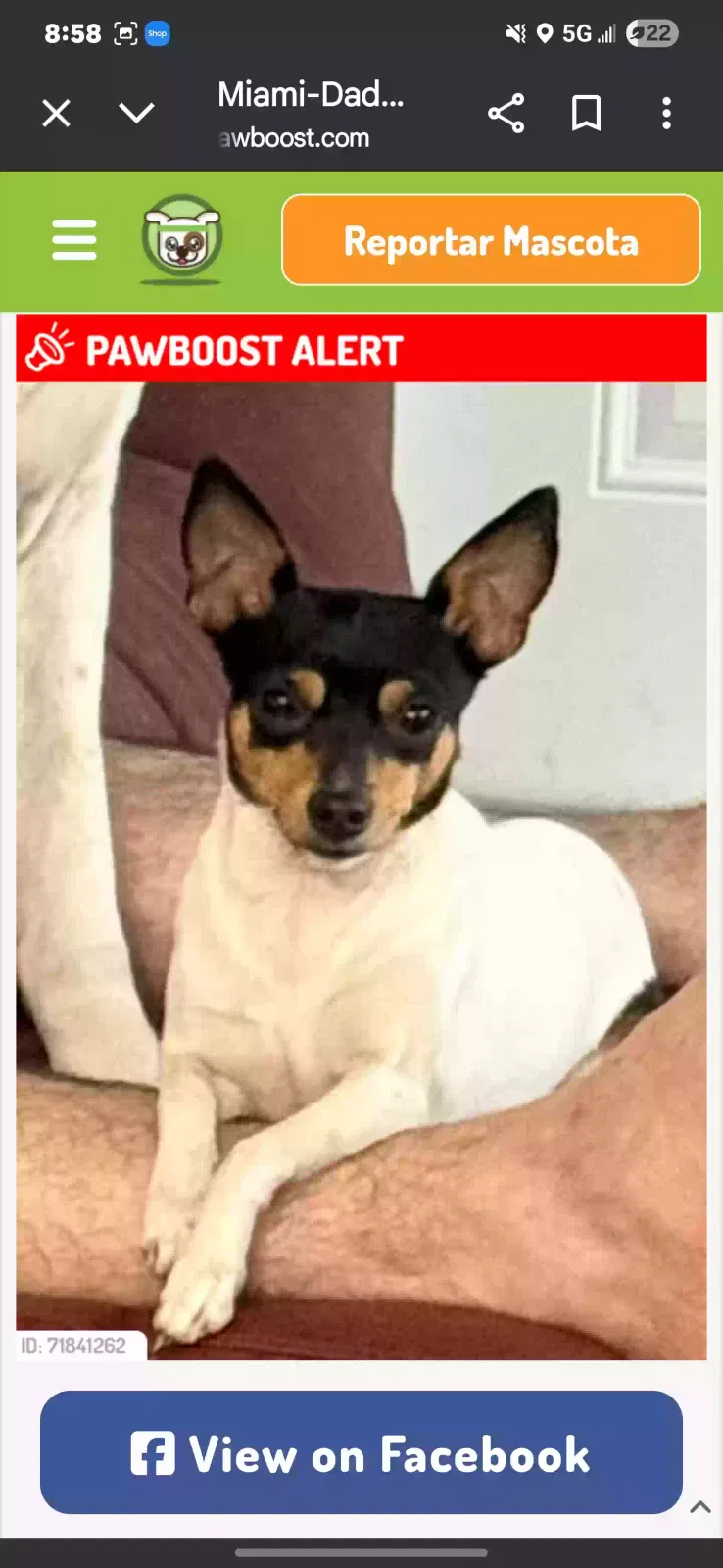 Missing Dog