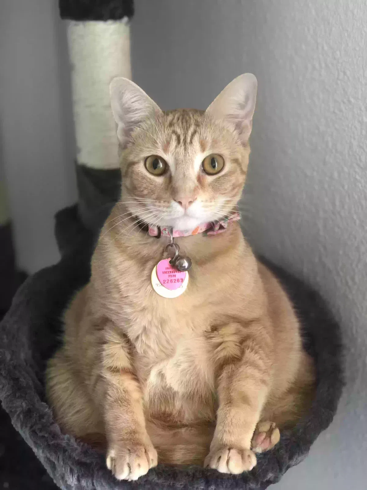 Lost cat in Oklahoma City, OK, 73107