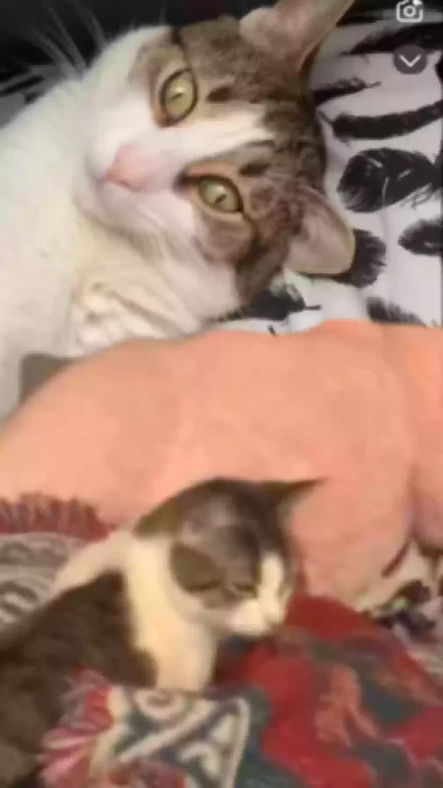 Lost cat in Michigan City, IN, 46360