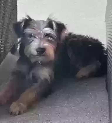 Found dog in Maryville, TN, 37803