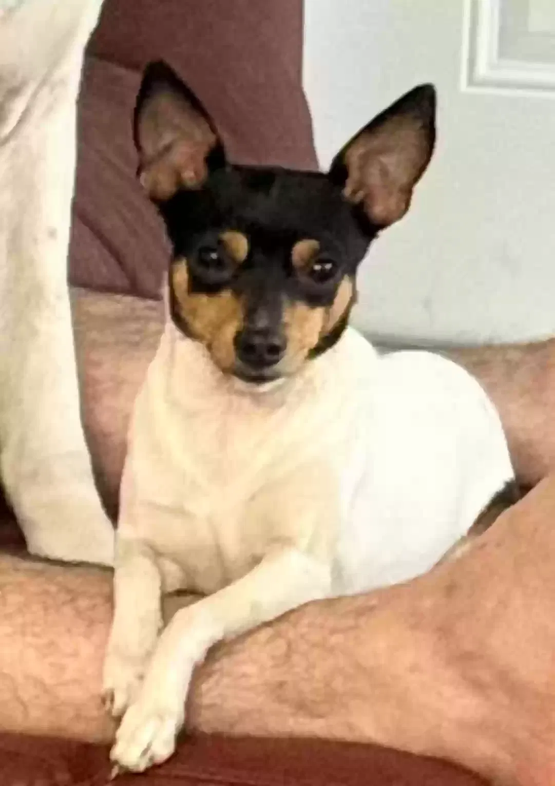 Lost dog in Miami, FL, 33187