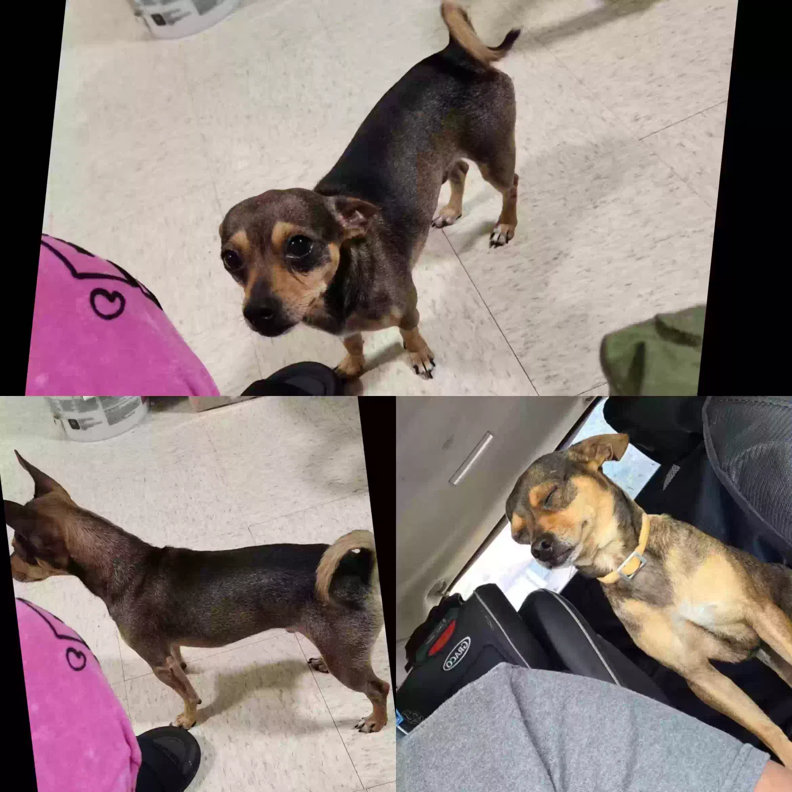 Lost dog in San Antonio, TX, 78237