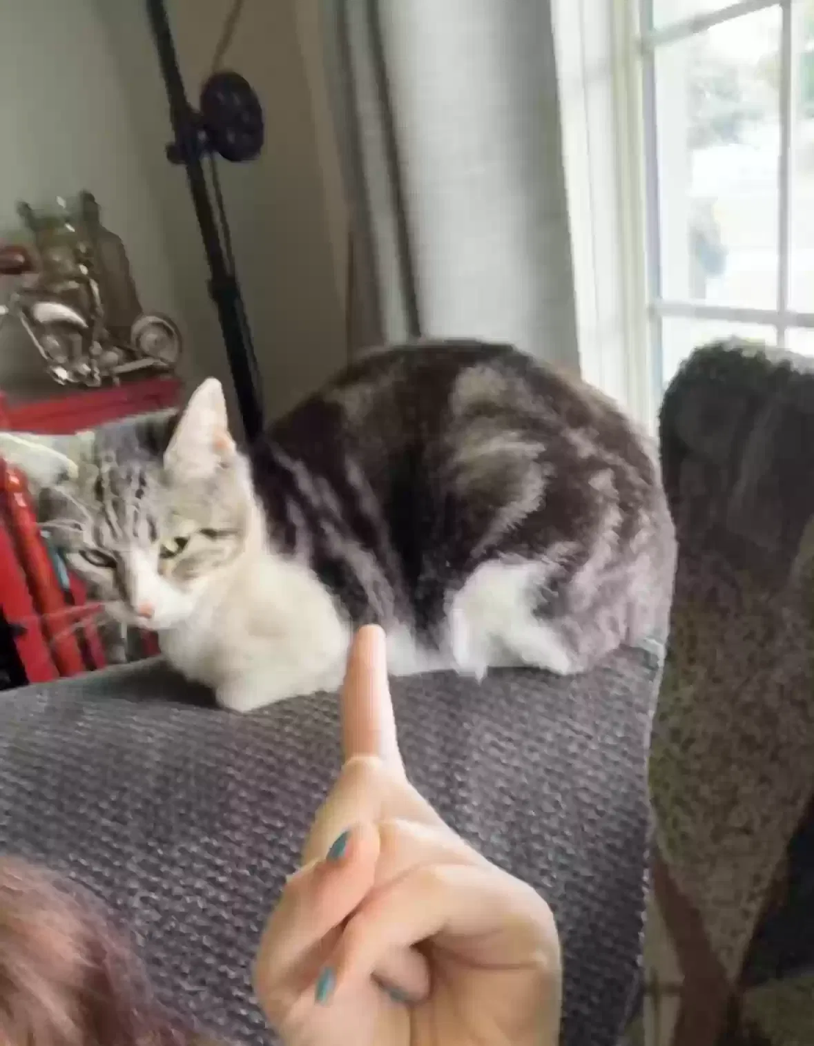 Lost cat in Veradale, WA, 99037