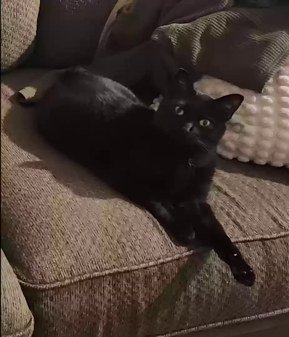 Lost cat in Denver, CO, 80238