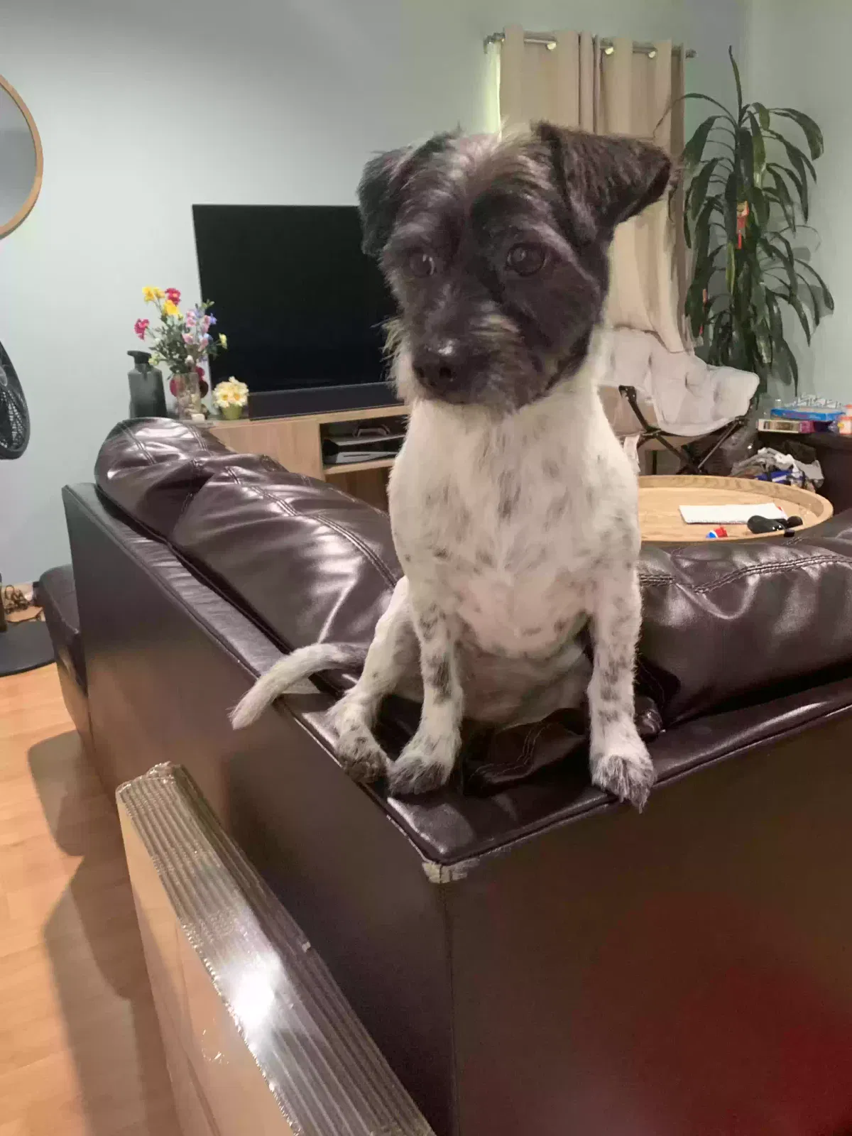 Lost dog in Alhambra, CA, 91803