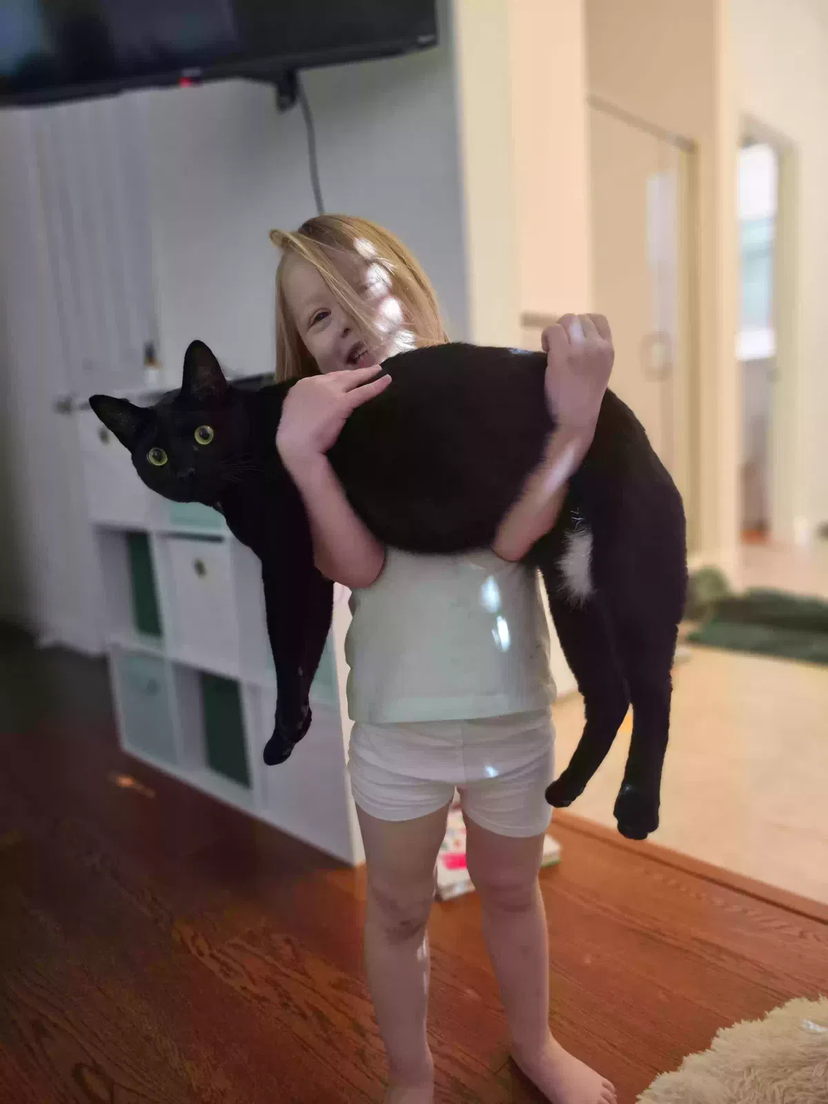 Lost cat in Fairfield, CA, 94534