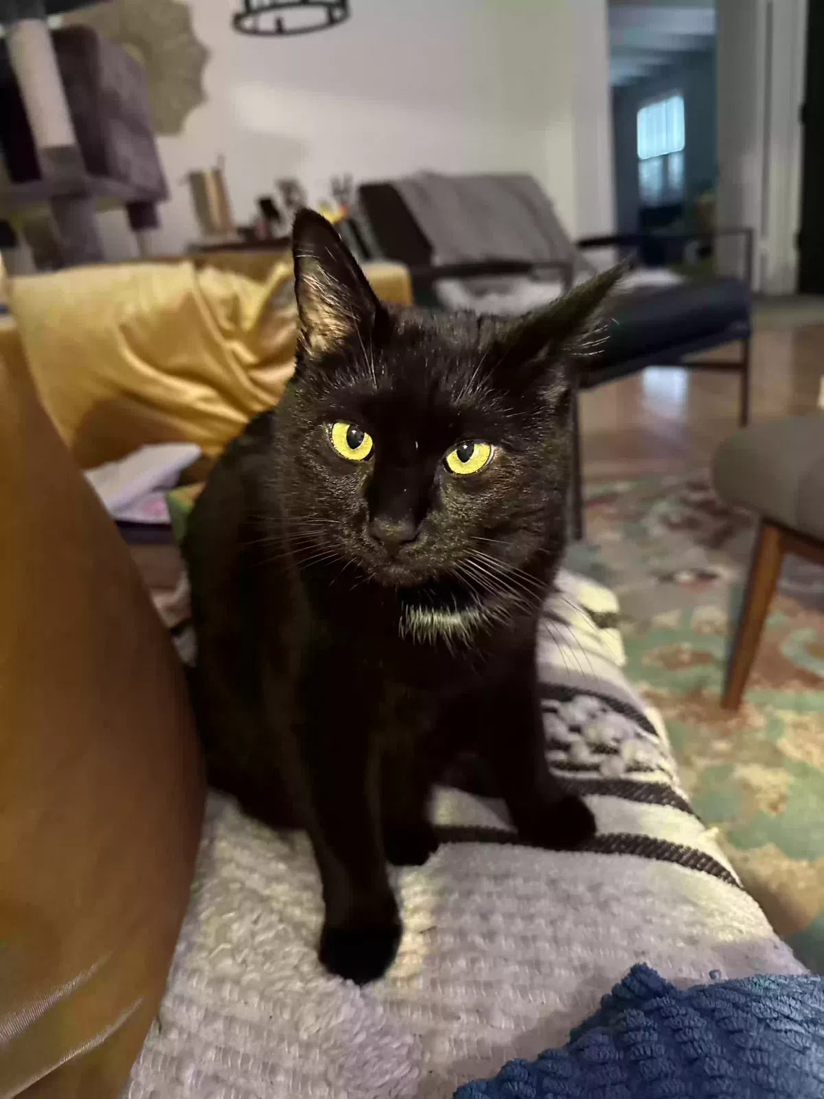 Lost cat in Carmel Valley, CA, 93924