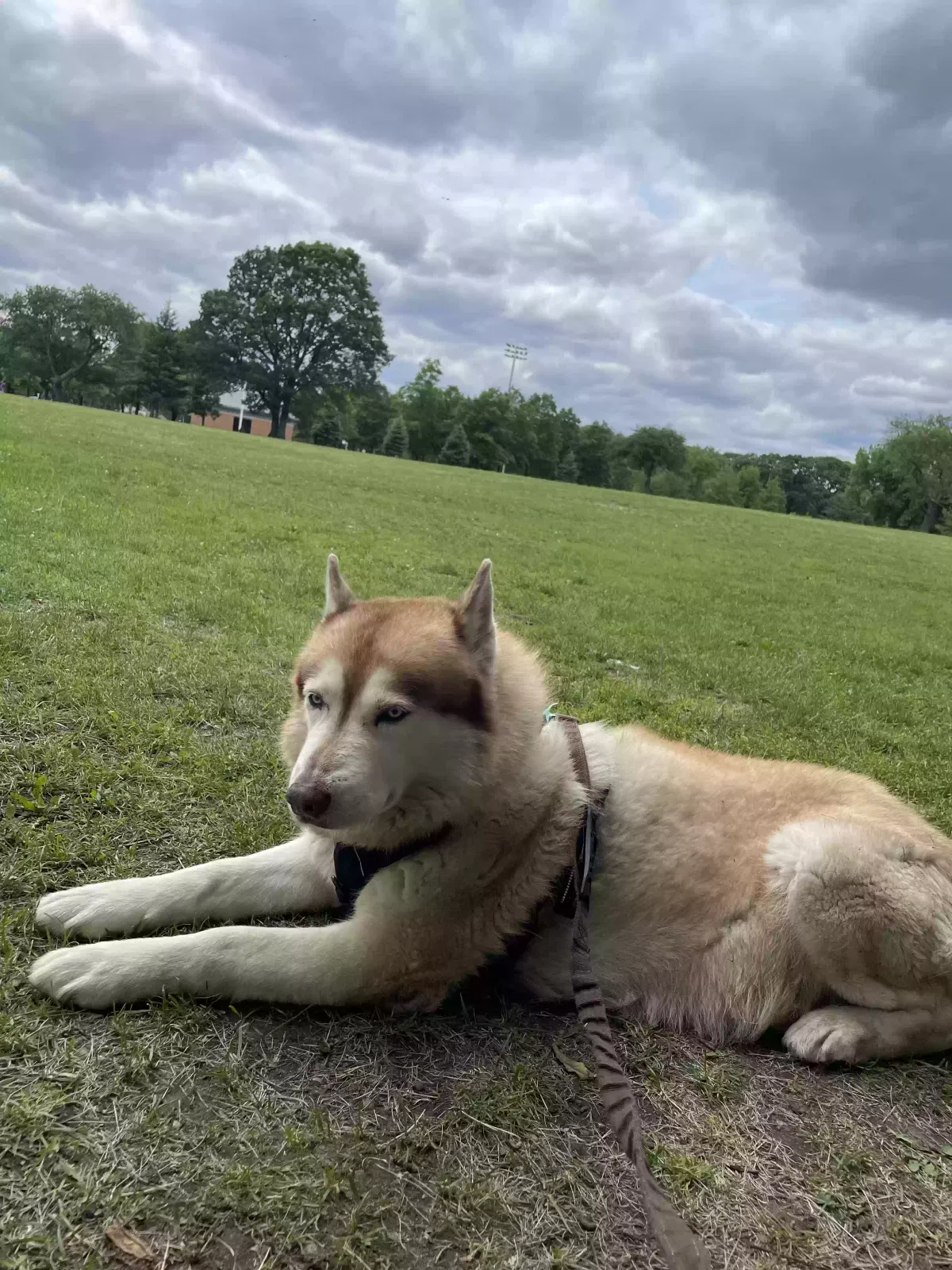 Lost dog in Jamaica, NY, 11433