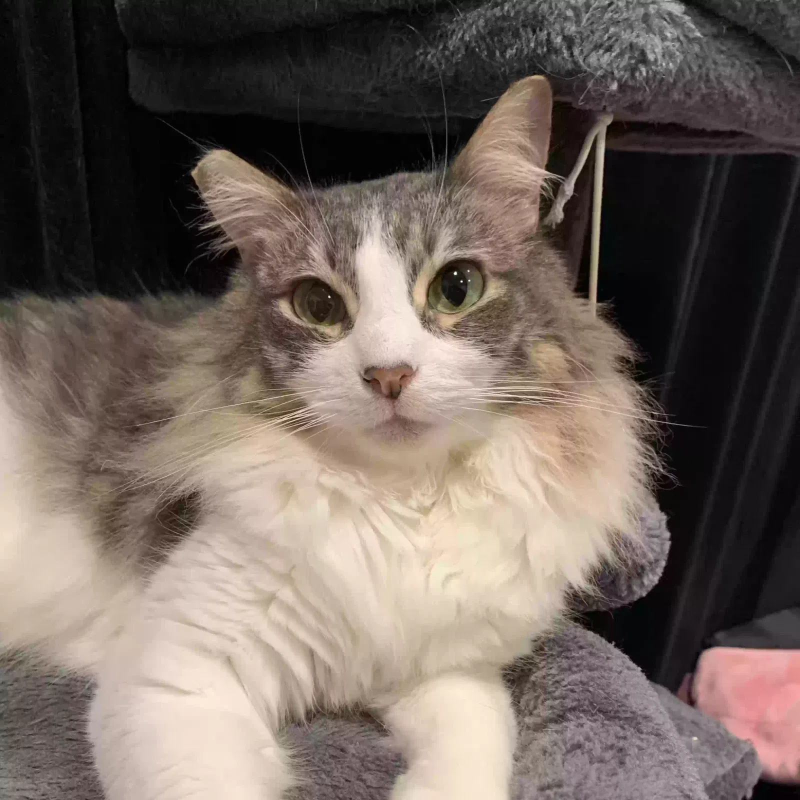 Lost cat in Anaheim, CA, 92805