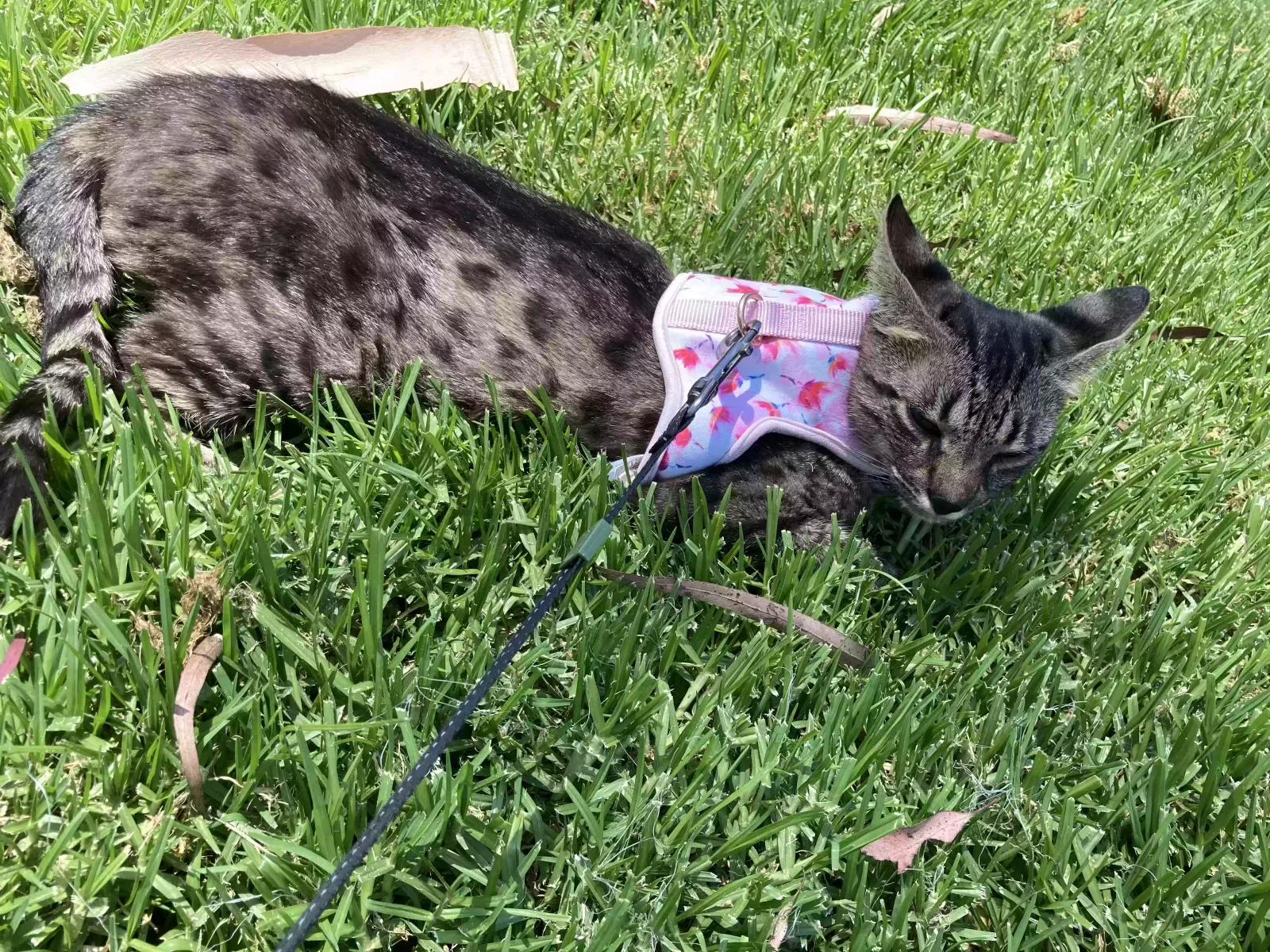 Lost cat in Sylmar, CA, 91342