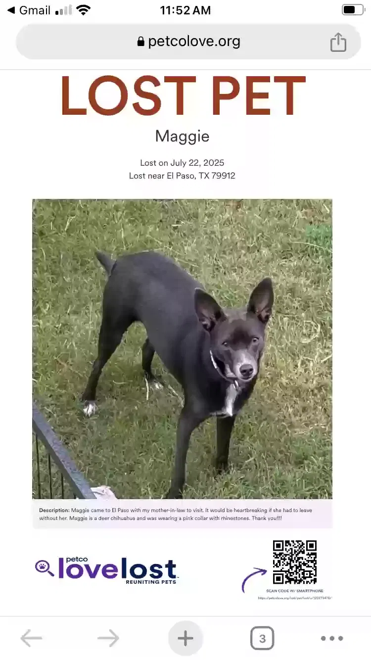 Lost dog in El Paso, TX, 79912
