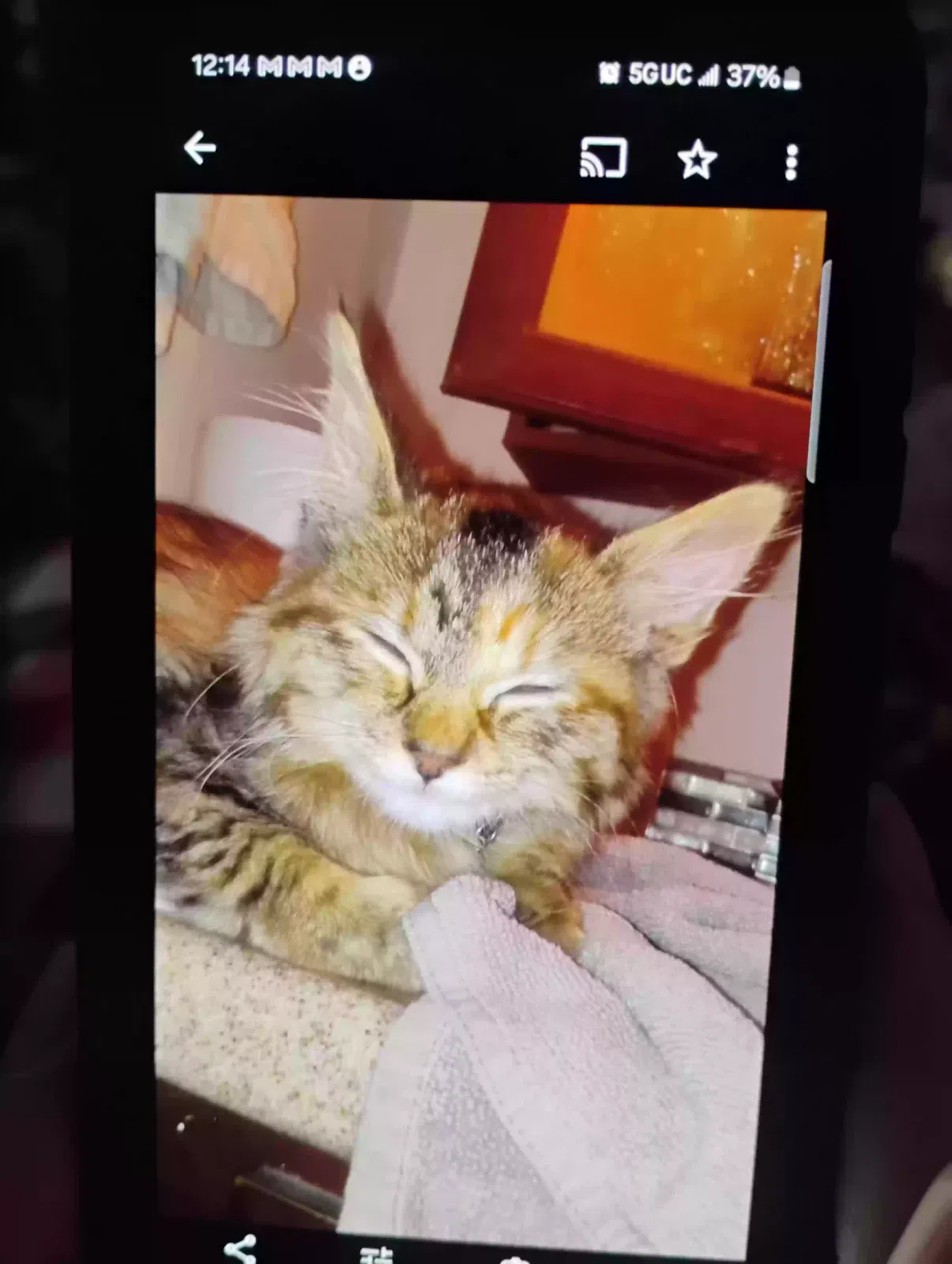 Lost cat in Ogden, UT, 84405
