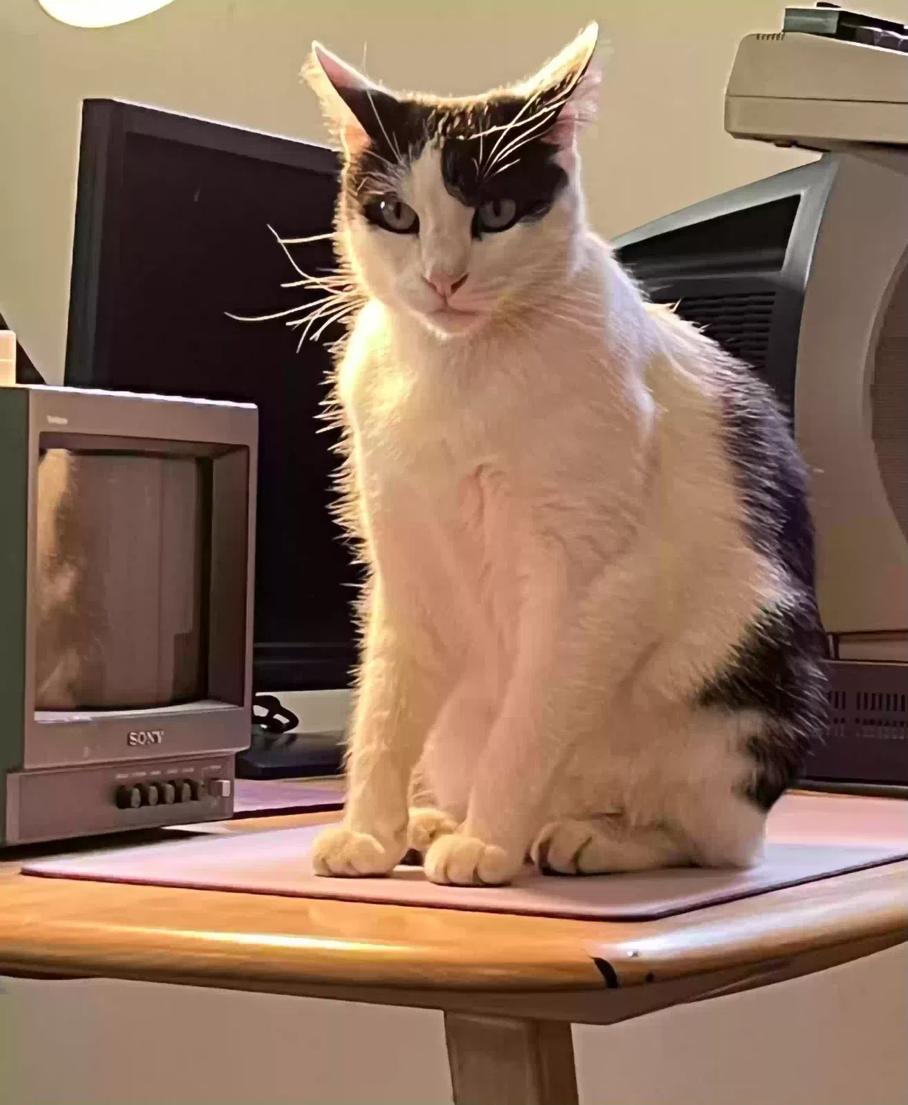 Lost cat in La Mesa, CA, 91941