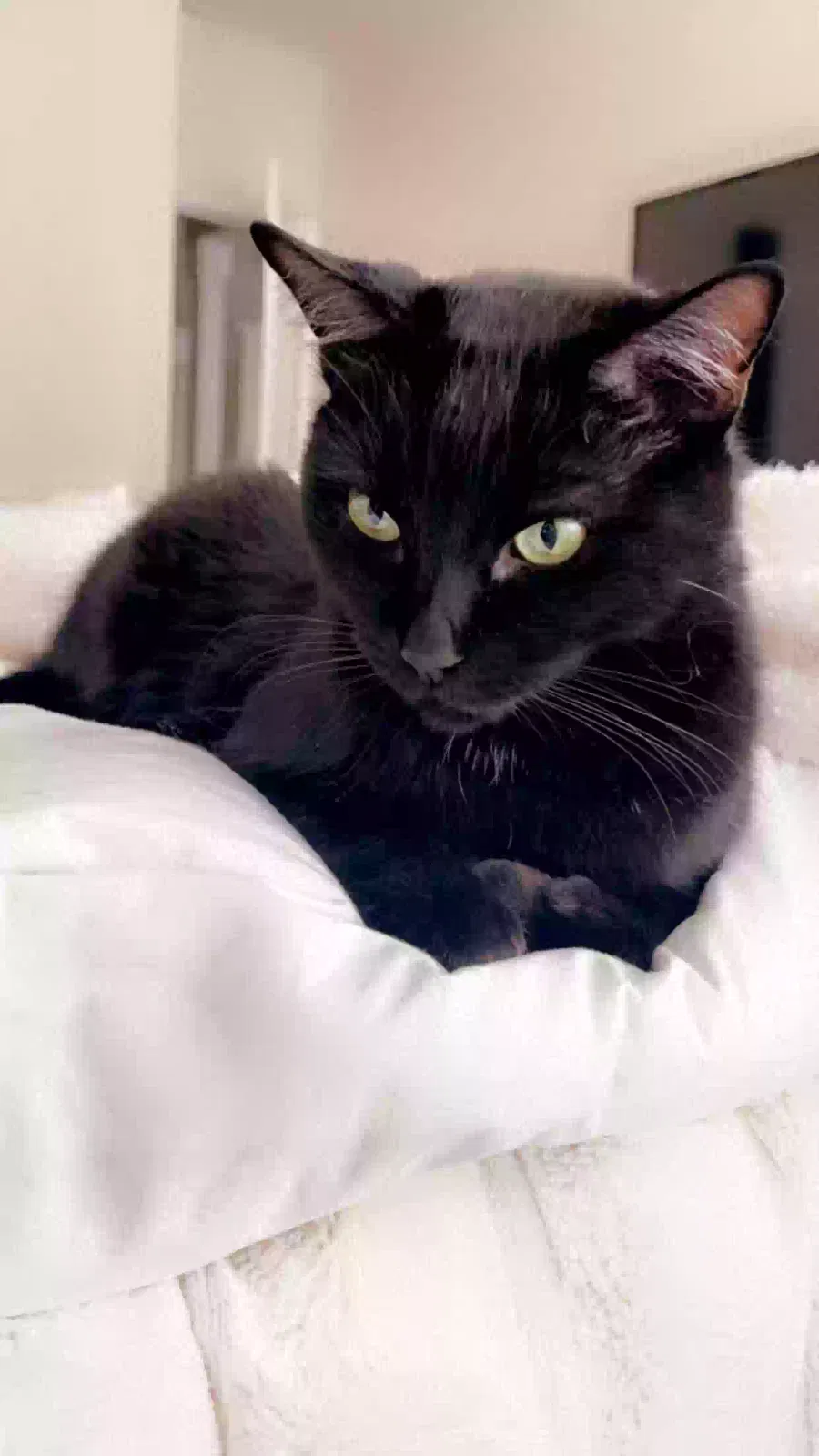 Lost cat in Alpharetta, GA, 30004