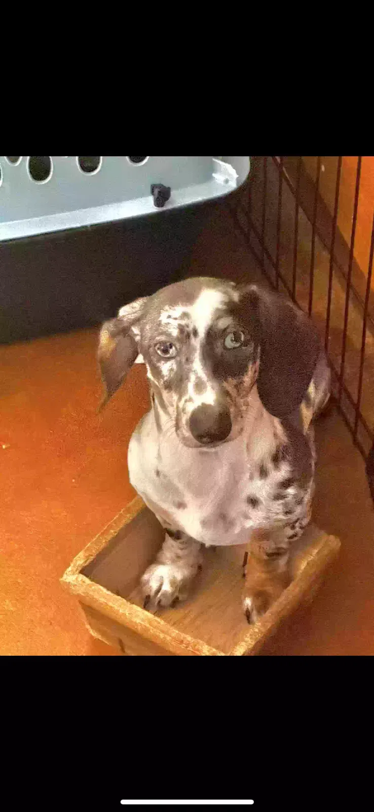 Lost dog in Coldspring, TX, 77331