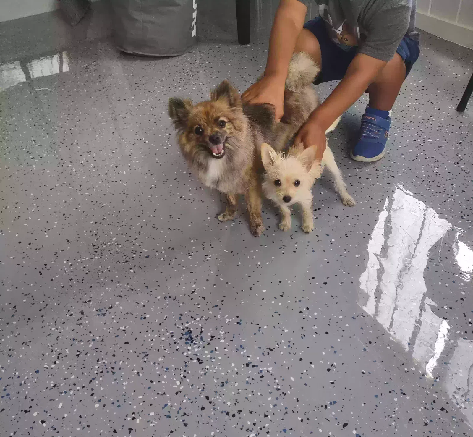 Lost dog in Lake Worth, FL, 33461