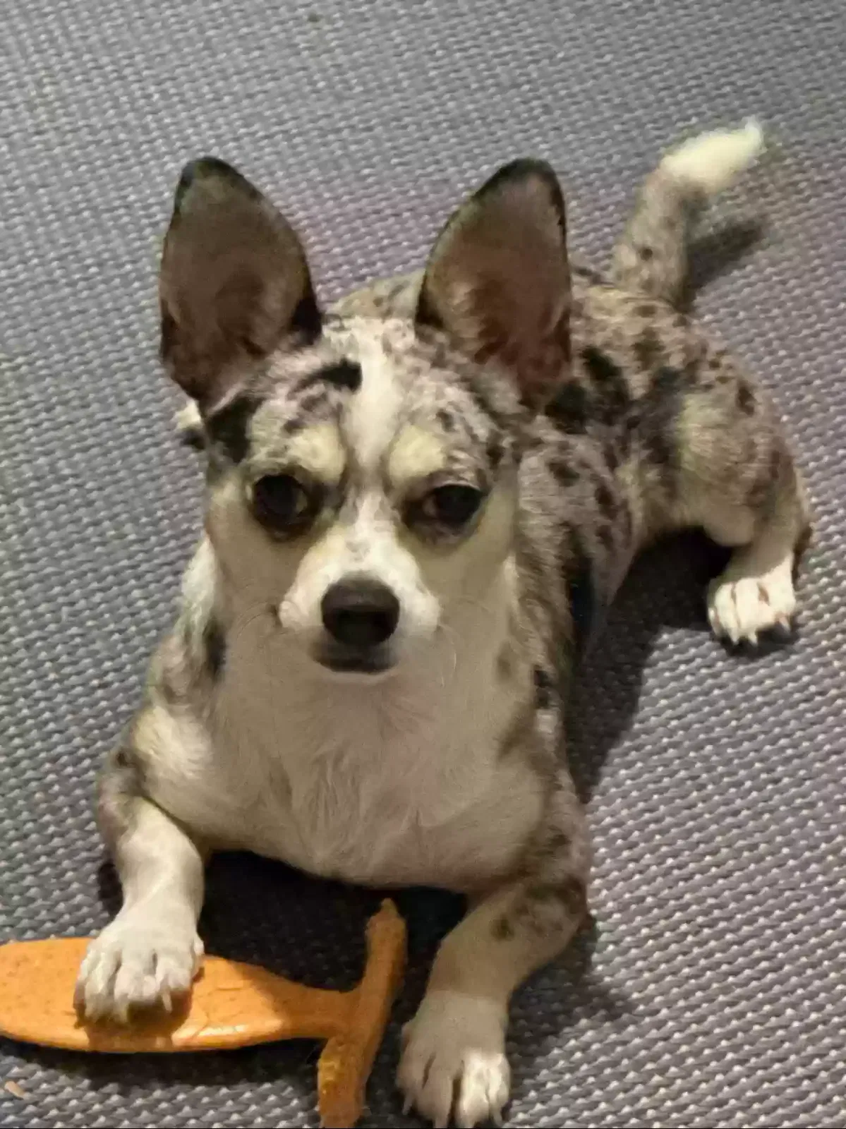 Lost dog in Corpus Christi, TX, 78405