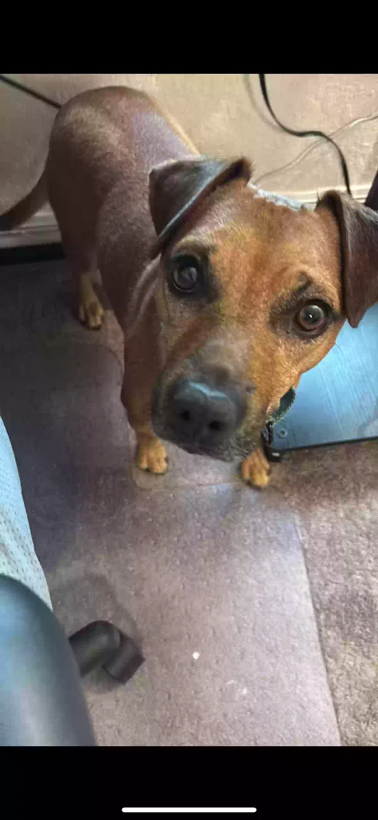 Lost dog in Ocala, FL, 34472