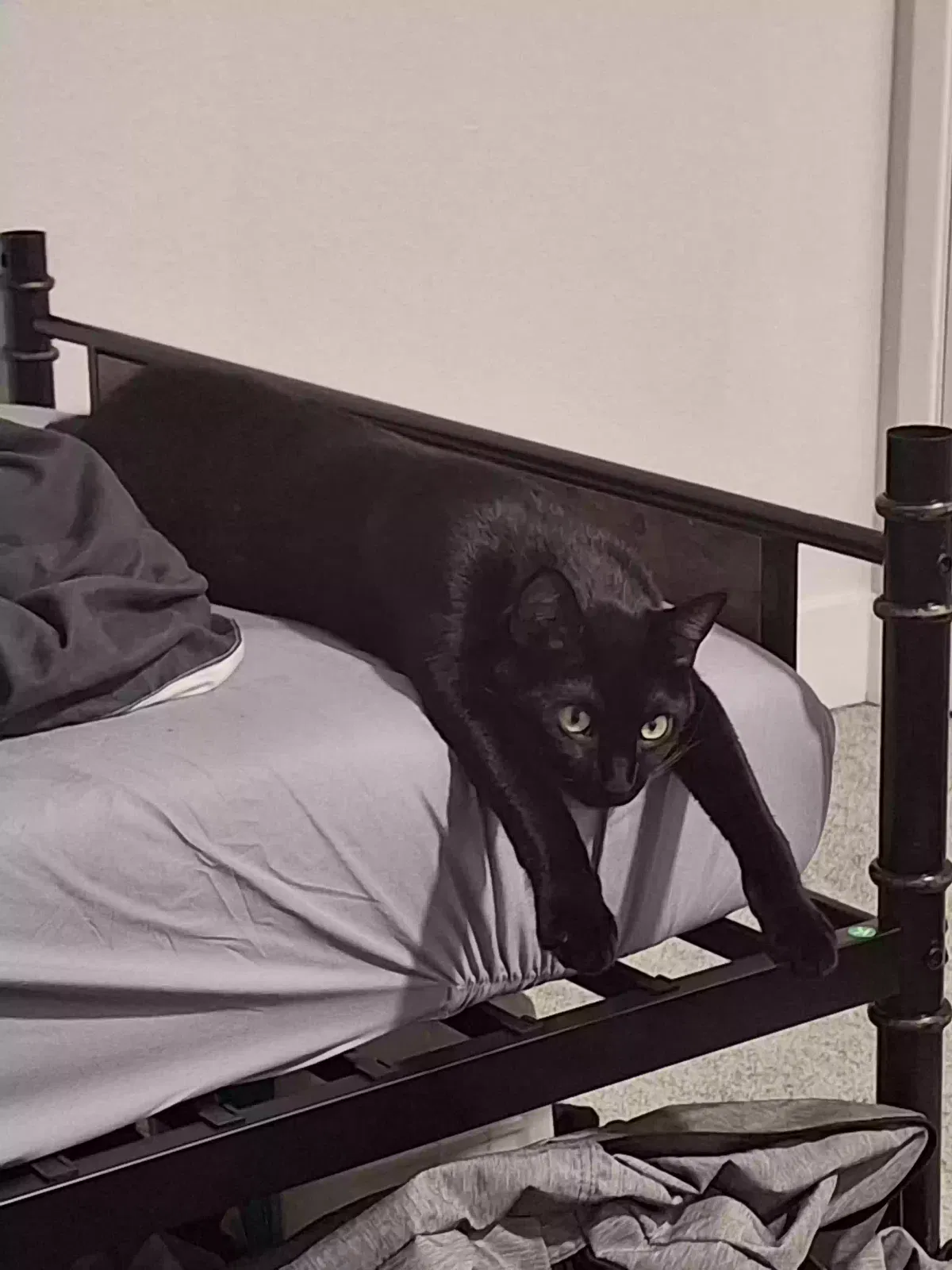Lost cat in Seattle, WA, 98101