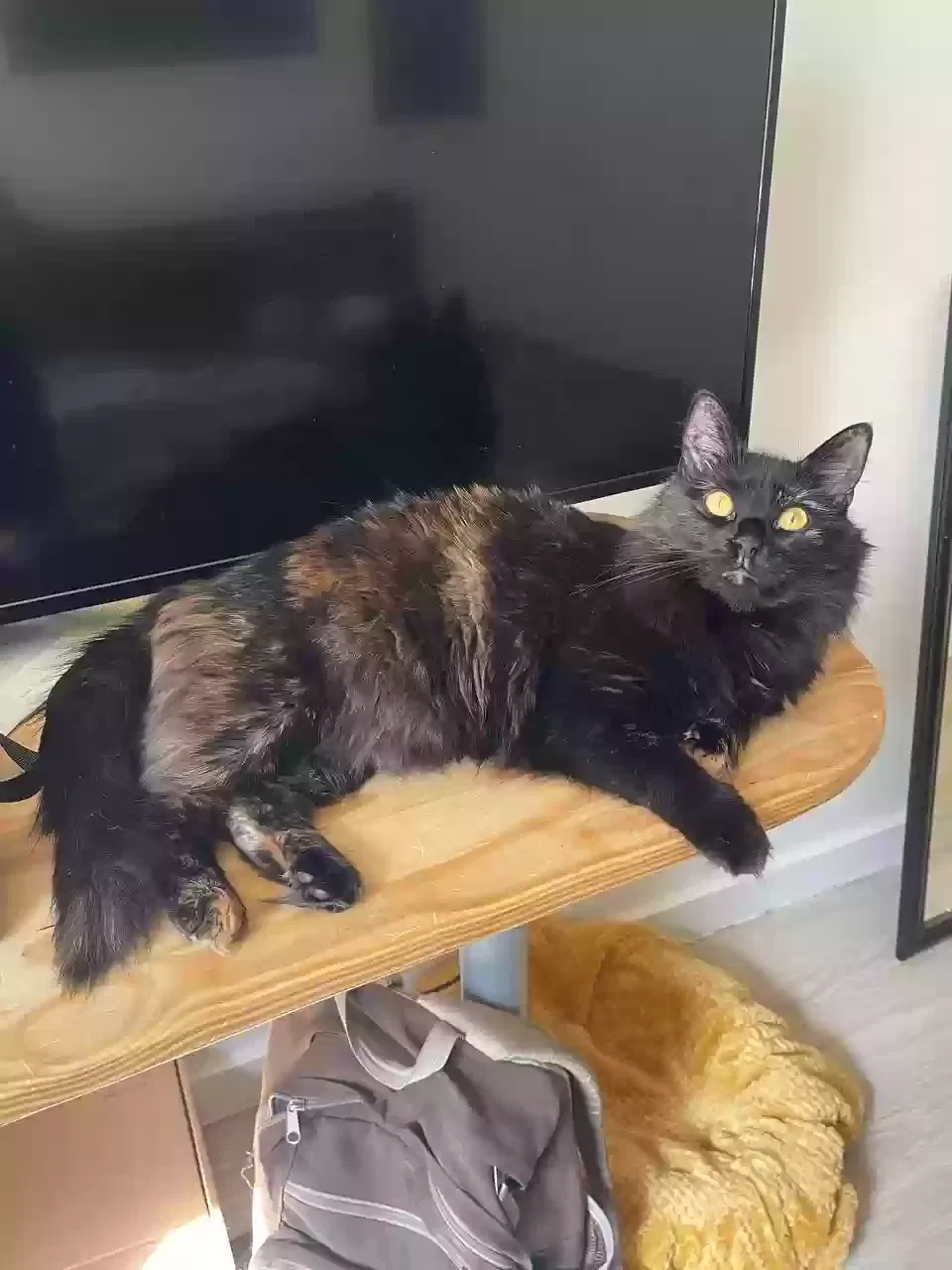 Lost cat in Port Ewen, NY, 12466