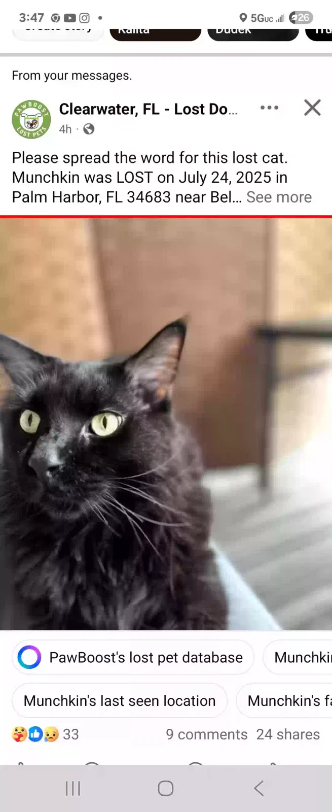 Lost cat in Palm Harbor, FL, 34683